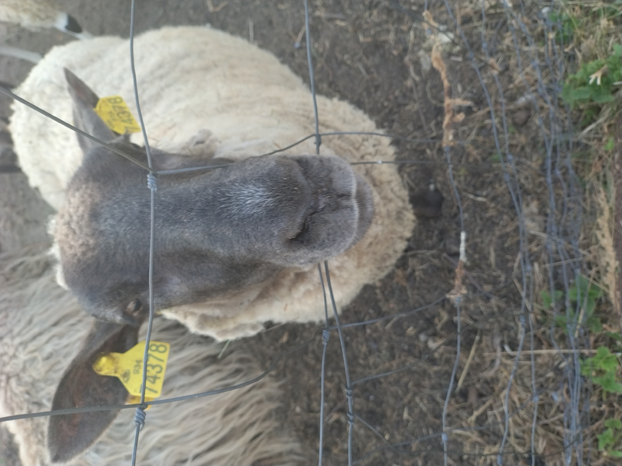 The image shows a close-up of a sheep behind a wire fence. The sheep has a dark face and a woolly, cream-colored body. A yellow ear tag with the numbers "934" and "74378" is visible on its left ear. The fence is made of wire mesh. The background consists of dirt and dry vegetation. There is no indication of the city of Dobev, Czechia in the image.