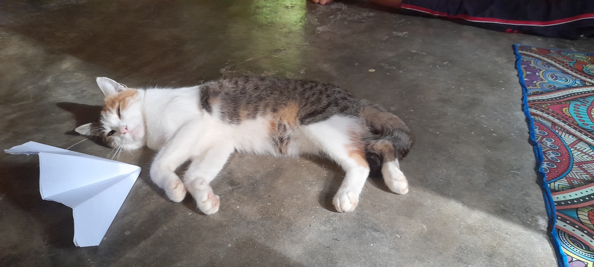 A calico cat is lying on a cement floor next to a white paper airplane. A colorful patterned rug is visible on the right side of the frame. The location is Palohpanyang, Indonesia.