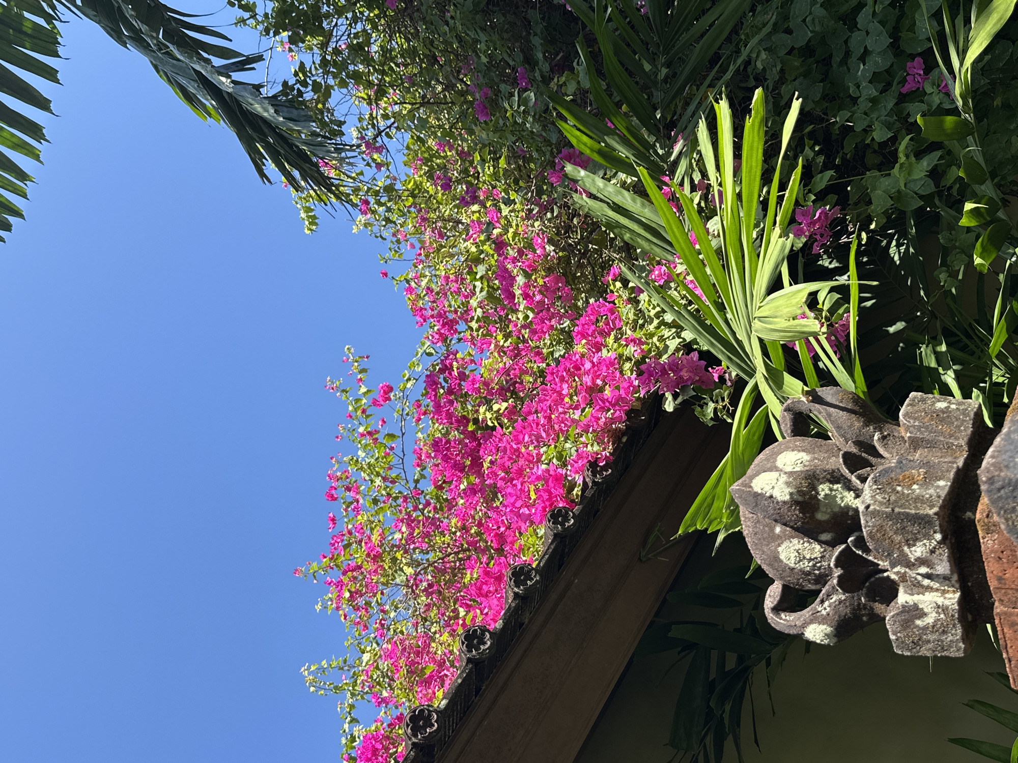 In Denpasar, Indonesia, a low-angle shot captures a vibrant scene where bougainvillea flowers in a bright fuchsia color cascade over a dark-tiled roof. The flowers are dense and form a lush canopy, contrasting with the clear, bright blue sky above. To the right, palm fronds hang into the frame, their green leaves catching the sunlight. In the foreground, a weathered, stone architectural element, possibly a finial or a decorative post, sits atop a darker, brick-like structure. This stone element is textured and shows patches of light green lichen, suggesting age and exposure to the elements. The background beyond the flowers is filled with more dense green foliage.