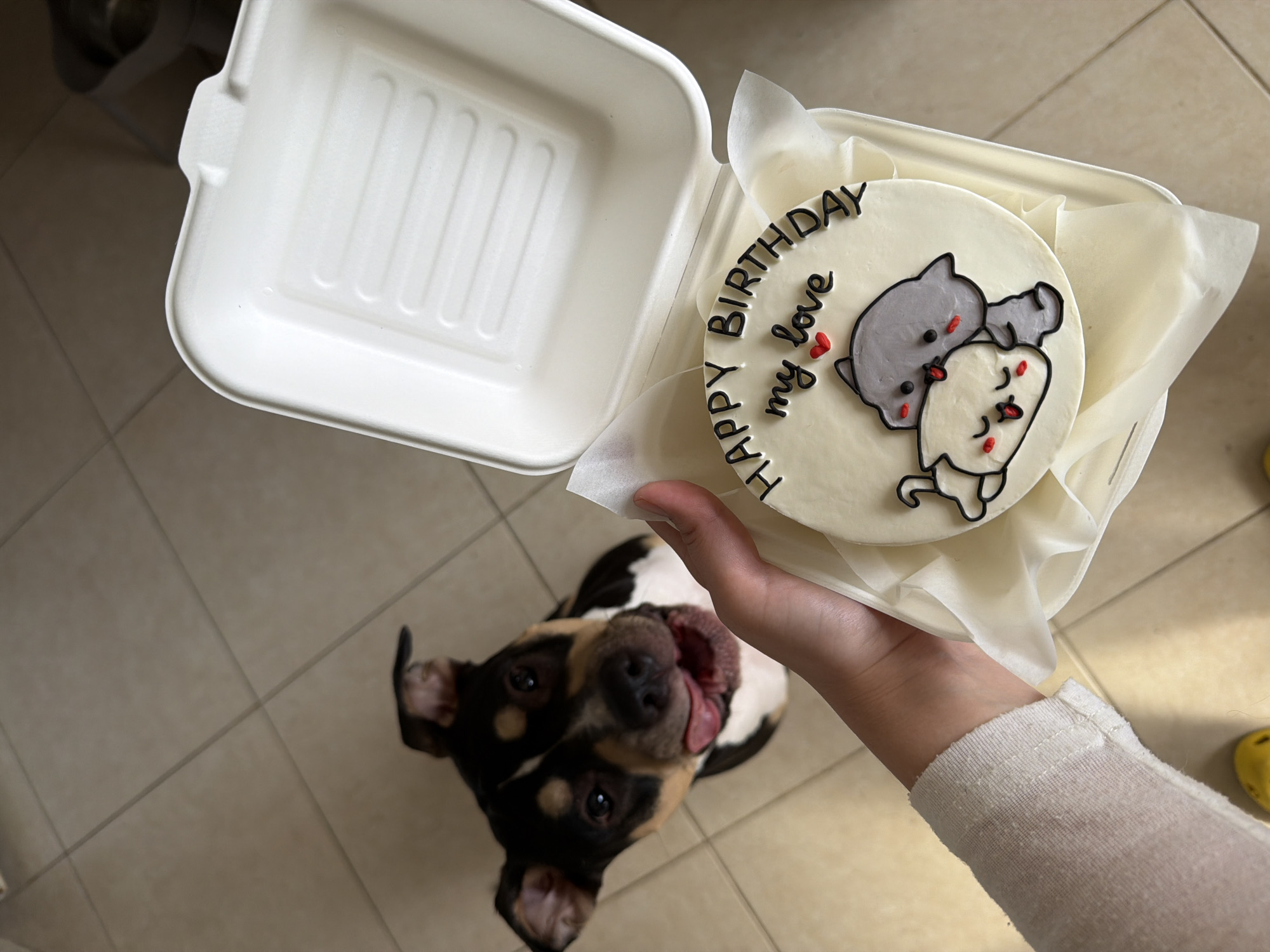 A high-angle, indoor shot shows a person holding a small cake with an illustration of two cartoon cats in a white box. The cake is round with white frosting, and a message written in black icing reads "Happy Birthday my love." The cats are gray and white, with black outlines and small red details. The white box is open, revealing the cake nestled inside on white tissue paper.
Below the cake, a dog looks up with its tongue lolling out. The dog has a black and brown coat, with white markings on its chest. The dog's face is directed towards the cake.
The person holding the cake is wearing a white long-sleeved shirt.
The background consists of light brown tiled flooring. A blurred object can be seen in the top left corner of the frame. A yellow object appears in the bottom right corner.
There is no information in the image to specify that it was taken in Tel-Aviv, Israel.
