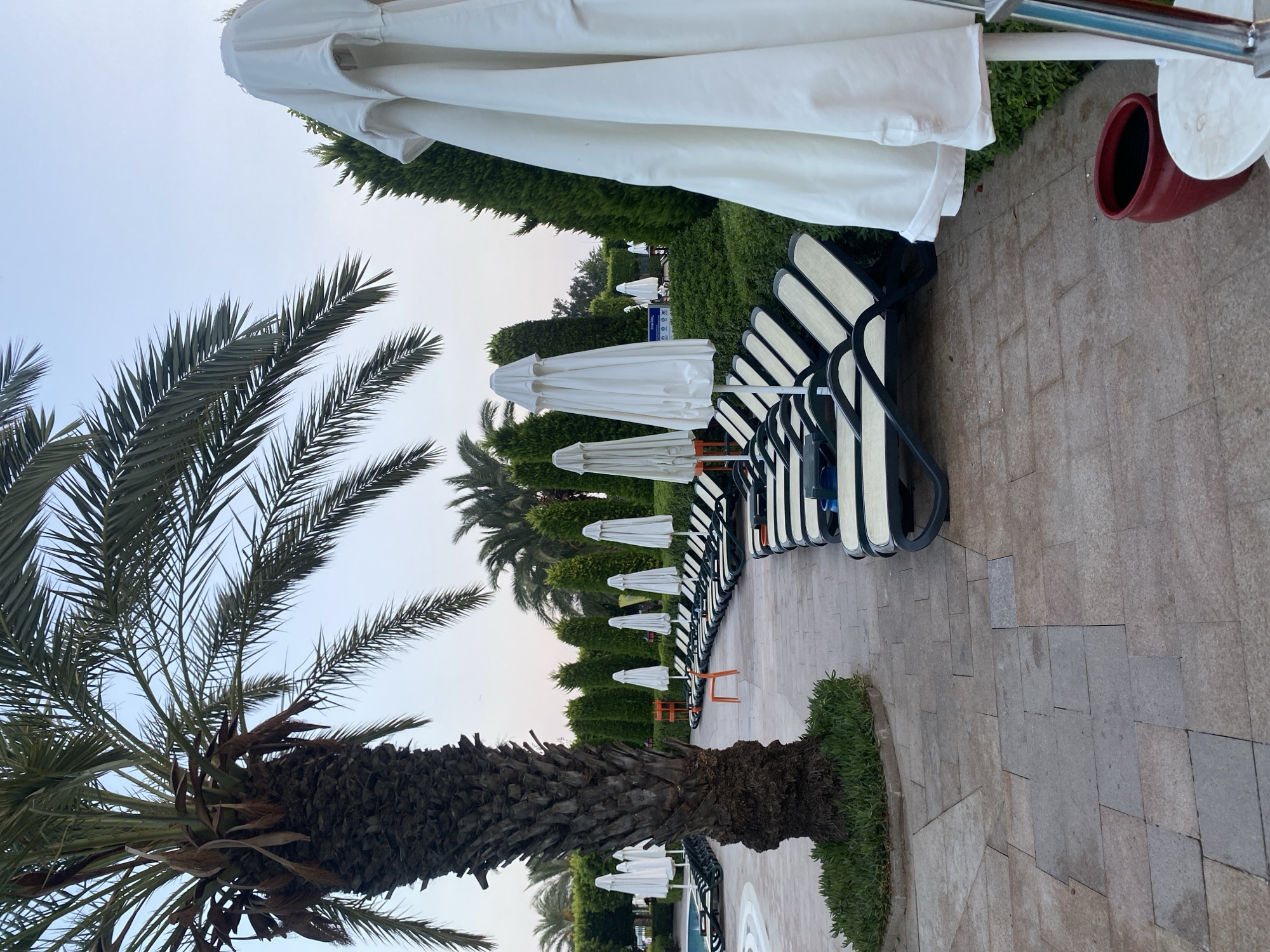 In Aksu, Turkey, an outdoor resort area features a swimming pool with rows of empty, closed white umbrellas and black and cream lounge chairs lined up on a stone-tiled patio. A large palm tree is prominent on the left, with its trunk covered in a rough, fibrous texture. The background is filled with neatly trimmed green hedges and more palm trees. The sky is a pale, overcast blue. The scene suggests an early morning or late evening setting, with no people present and the amenities appearing ready for use but currently unoccupied.