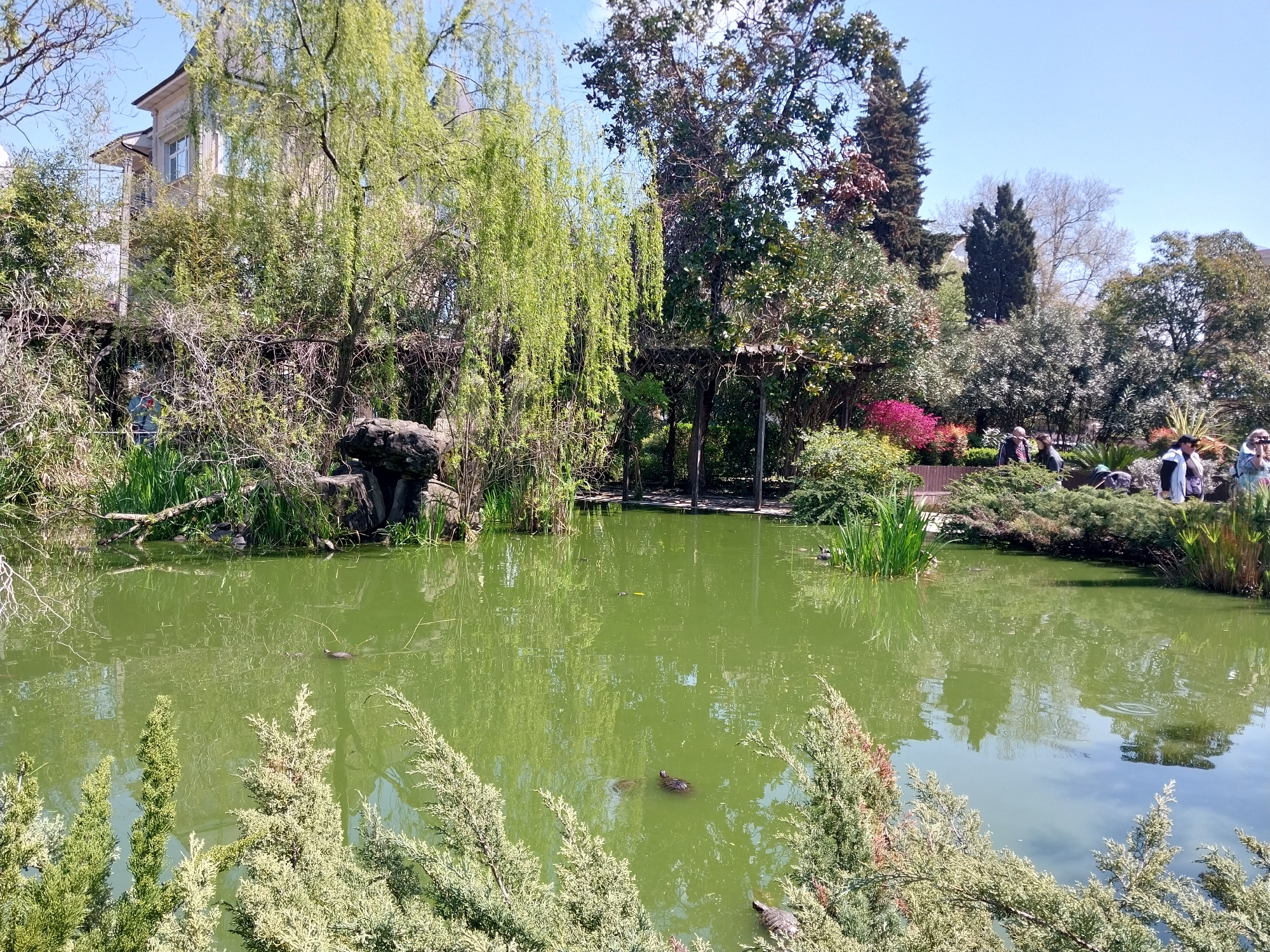 The image depicts a pond in a park setting, likely located in Sochi, Russia, based on visual cues such as architecture and vegetation. The pond has a green hue, possibly due to algae or reflections. Several turtles are visible in the water, and a wooden structure resembling a pergola or small bridge spans a section of the pond. Lush vegetation surrounds the pond, including trees, bushes, and reeds. In the background, a building with light-colored exterior walls is partially visible through the trees. On the right side of the image, people are walking along a path near the pond, suggesting a public park or garden setting. The sky is partly cloudy.