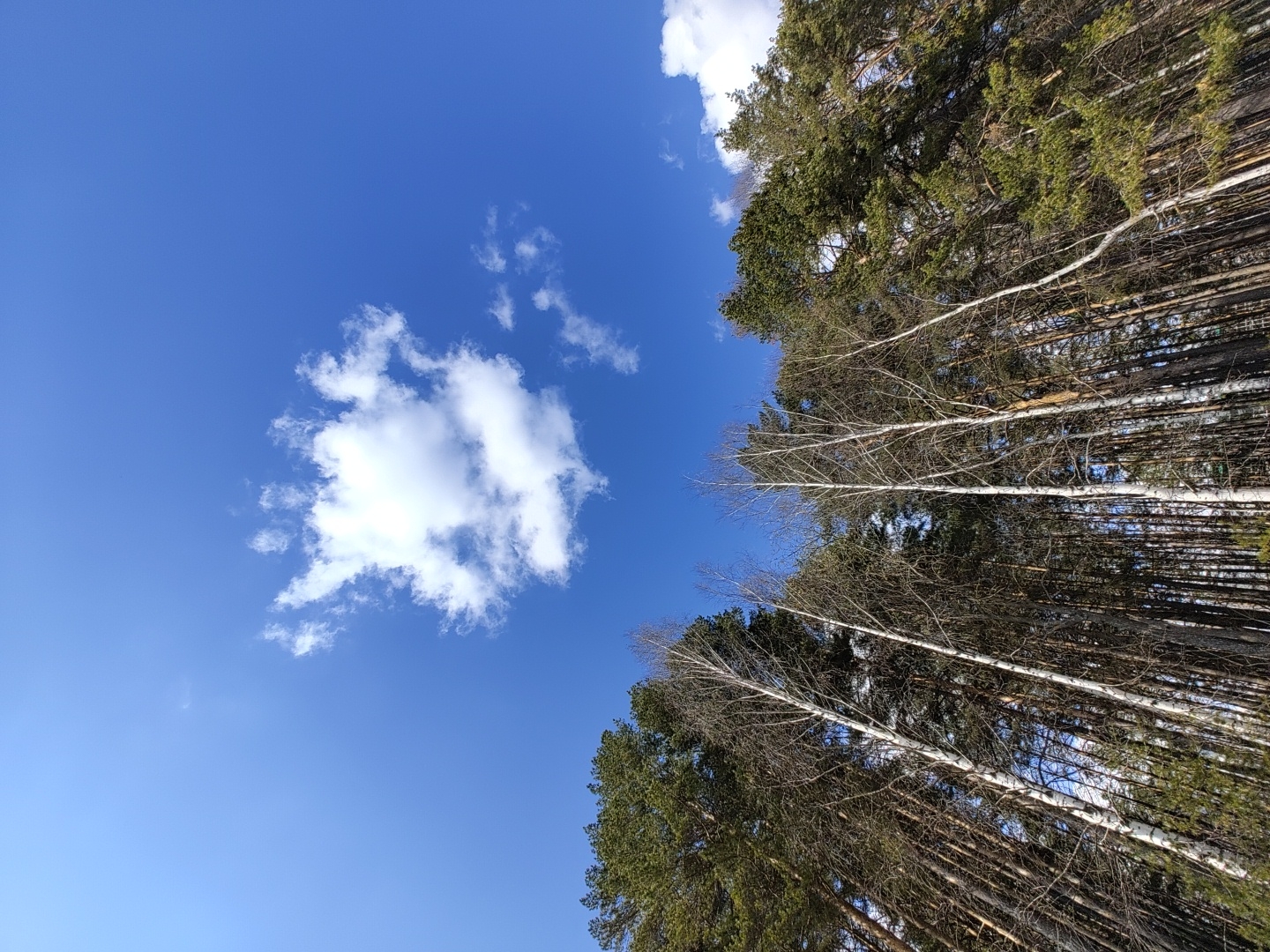 The image depicts a view looking up into a blue sky with scattered clouds, adjacent to a forest of tall trees. The trees appear to be a mix of deciduous (possibly birch, identifiable by their white bark) and coniferous trees, creating a dense canopy. The image is rotated, with the sky appearing on the left and the forest on the right. Based on the location information provided, the scene is in or near the city of Chaikovsky, Russia. There are no people visible in the image.