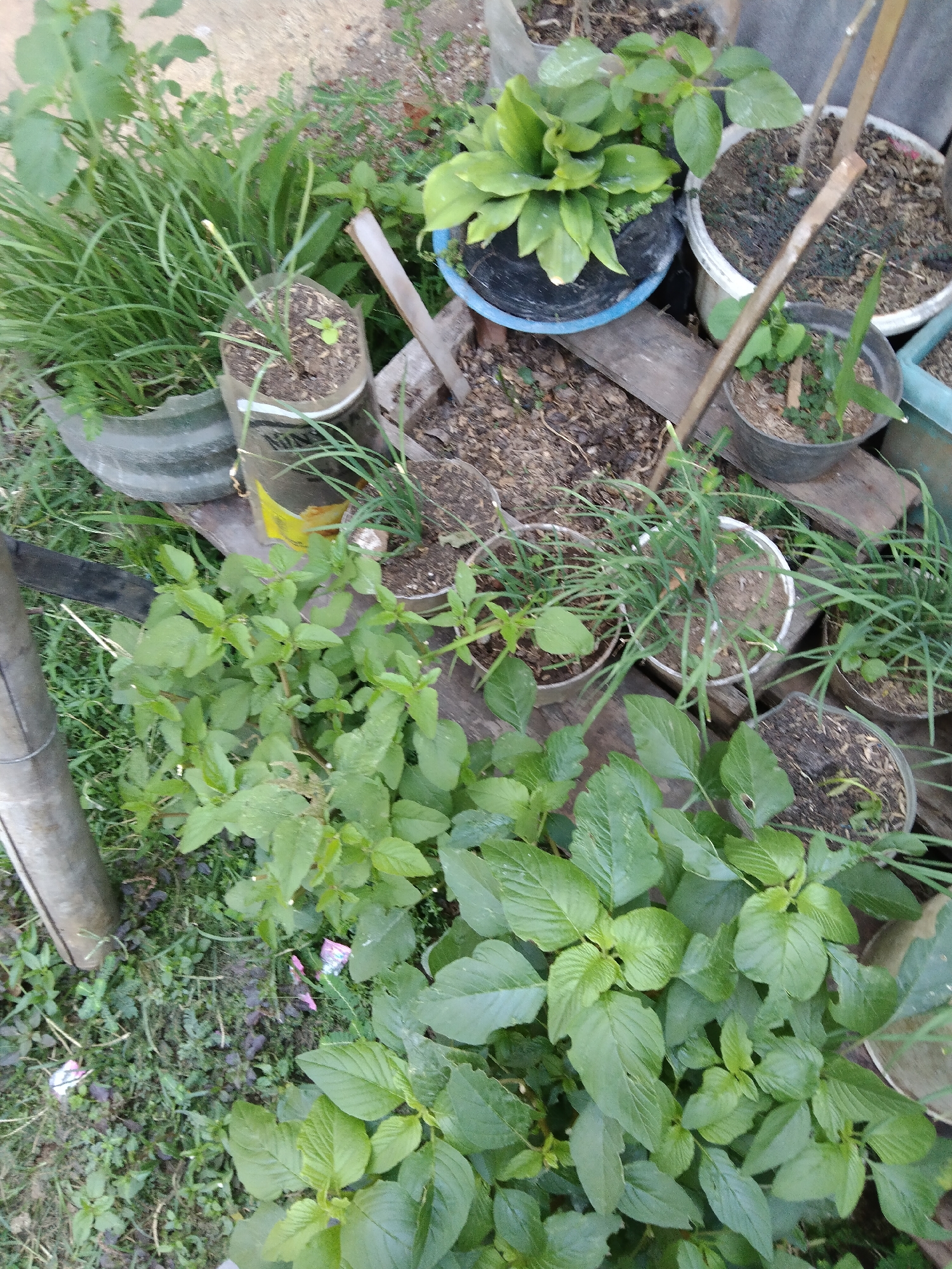 The image depicts an outdoor scene with several potted plants arranged on the ground, possibly in a garden or backyard. The plants vary in size and species, with some appearing to be leafy greens and others with more bulbous leaves. Several pots are visible, made of different materials including plastic and what appears to be a large, dark-colored container in the upper left corner. Some of the pots are on wooden planks, suggesting a somewhat organized but rustic setup. The ground is covered with soil, grass, and some scattered debris, including small pieces of pink and white material. In the background, a concrete wall or structure is partially visible, indicating an urban or semi-urban setting. There are no people or animals in the image. The overall impression is one of a small, informal garden or a collection of plants being cultivated. The location in the city of Kelet, Indonesia, suggests a tropical or subtropical climate, which would be conducive to plant growth.