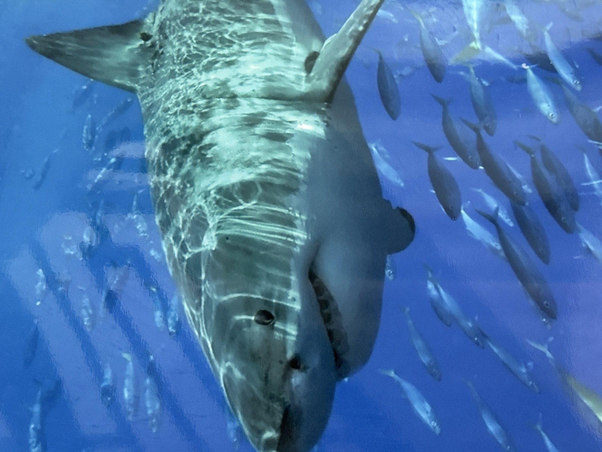 A large gray shark swims in a blue environment with smaller fish. The scene appears to be a viewing tank or exhibit. There is no discernible evidence to place this image in Davao City, Philippines.