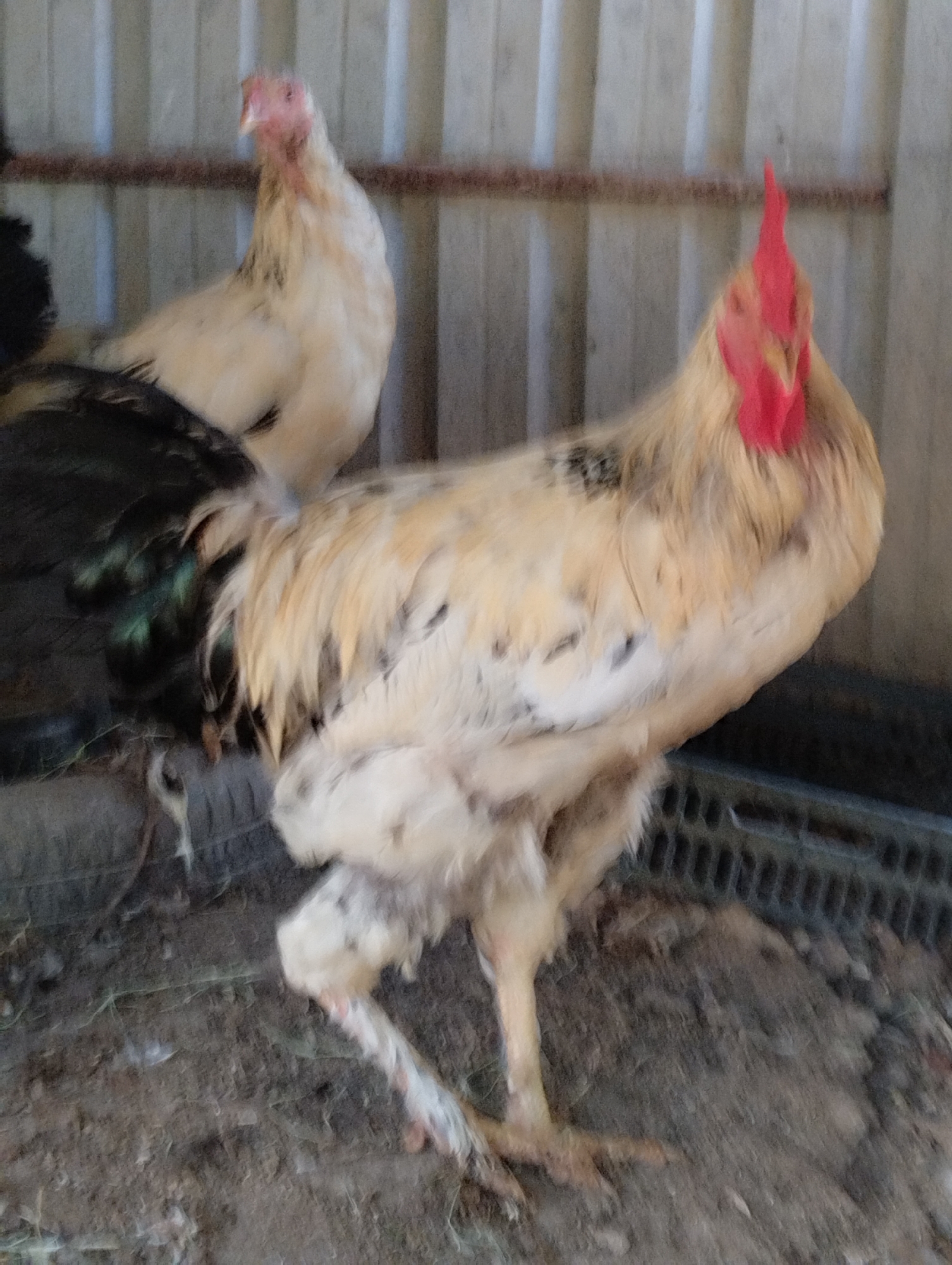 Two chickens are visible in an outdoor enclosure. The foreground chicken is a rooster with cream-colored feathers, black tail feathers with iridescent green accents, and a bright red comb and wattle. It is standing on a dirt floor, with a black tire and a dark plastic bin visible in the background. A second chicken, possibly a hen, is partially visible behind the rooster. The enclosure appears to be made of corrugated metal and wood. The scene is located in Qanlikul, Uzbekistan.