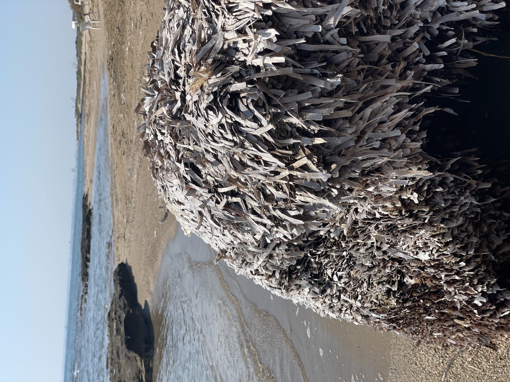 A close-up, low-angle outdoor, daytime shot features a large pile of dried seaweed on a sandy beach. The seaweed is densely packed and appears to be a light brown and off-white color. The texture is fibrous and stringy. In the background, the calm, blue water of the sea gently laps onto the shore. There are some dark rocks visible in the water and near the shoreline. The beach stretches out into the distance, with a clear, pale blue sky overhead. The scene is devoid of any people or animals. The location is Agios Sergios, Northern Cyprus.