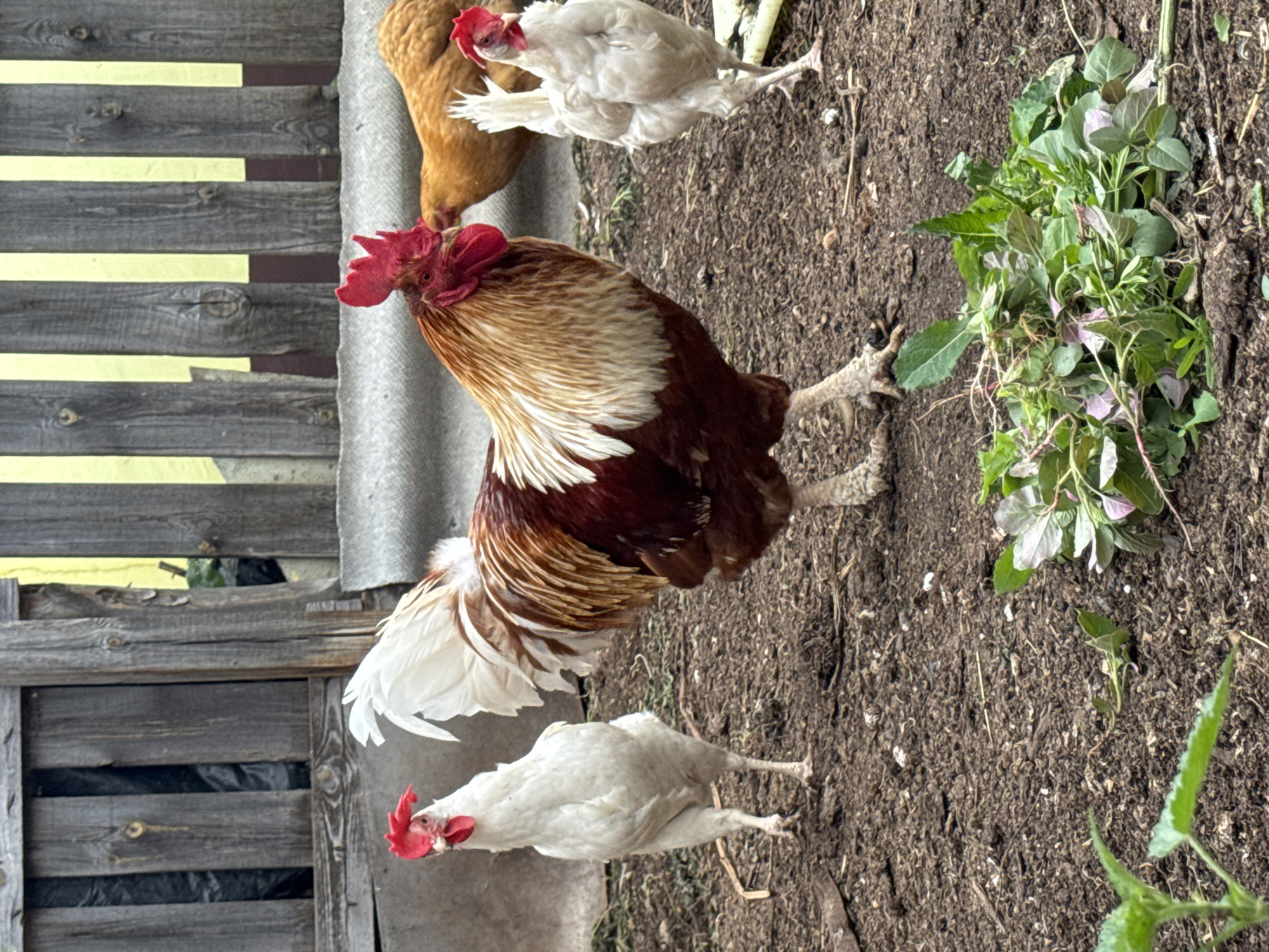A male rooster with a brown and white body and a red comb stands in the foreground of the image. To its left is a white hen facing the viewer, and to its right, another white hen stands with its back slightly to the viewer. In the background, a light brown hen is partially visible. The chickens are on a dirt ground scattered with small debris and a pile of green and purple leafy plants. Behind them is a weathered wooden fence with vertical planks and yellow and brown vertical strips on some sections. The scene appears to be an outdoor enclosure, likely a farm or backyard, possibly in the city of Chaikovsky, Russia, given the architecture and general rural aesthetic.