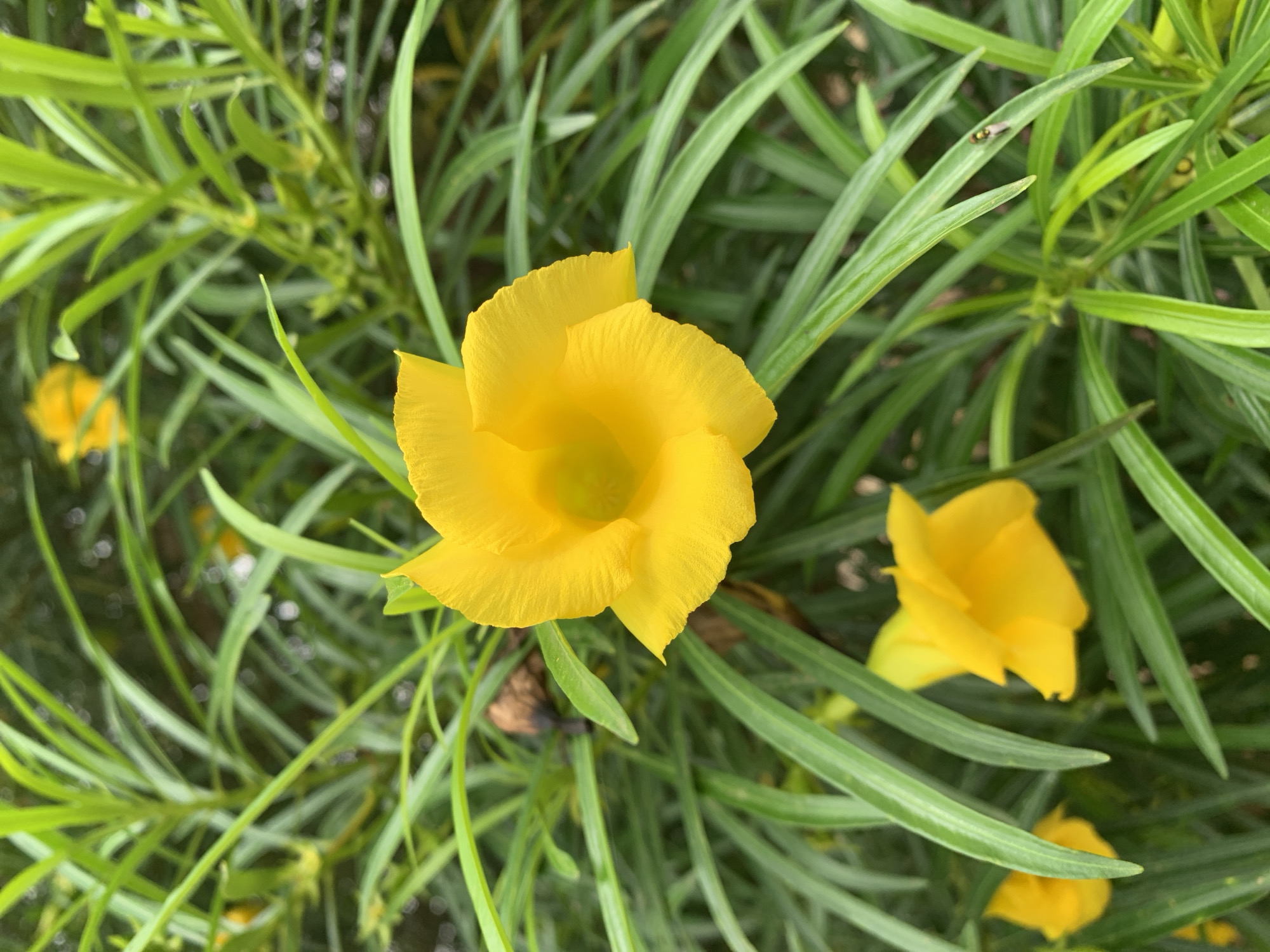 The image depicts a close-up view of a yellow flower surrounded by narrow, green leaves. The flower is the primary subject, with a distinct, layered petal structure. Other similar flowers are visible in the background, though they are less focused. The leaves surrounding the flowers are long and slender, characteristic of the oleander plant.
The context of "Rafin Par, Nigeria" is provided, but there are no elements in the image to directly confirm or deny this location. The image does not contain any people, specific objects that would identify the place, or environmental details that would allow a direct connection to Rafin Par. The image shows only flowers and foliage.