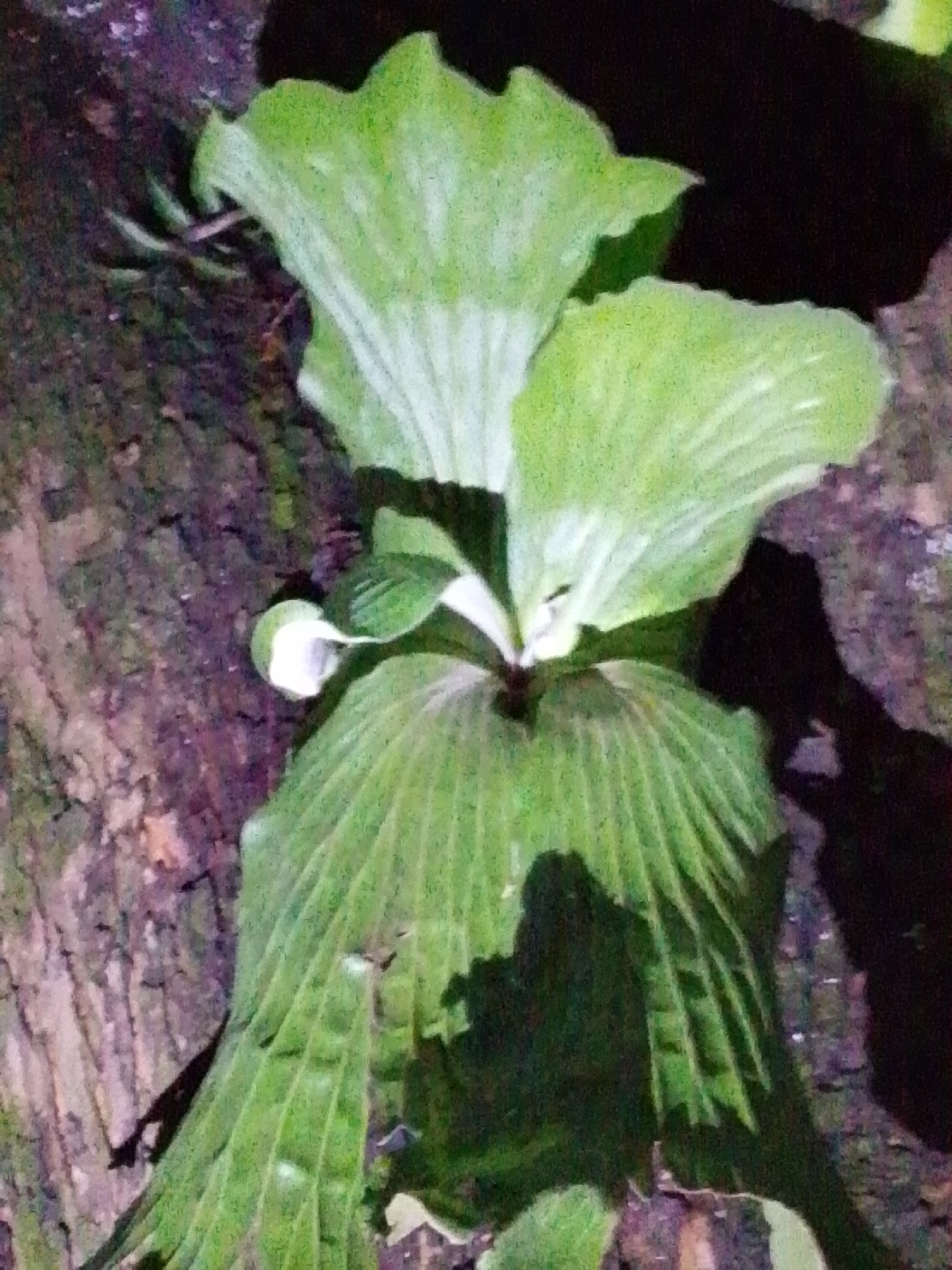 A close-up, low-light, outdoor shot focuses on a plant with large, light green, ribbed leaves that fan out from the base of the plant. The plant is positioned against a textured, dark brown, and purple background, which appears to be tree bark or a rough-hewn surface. Shadows from the plant are cast on the background. The scene is located in Serti, Nigeria.