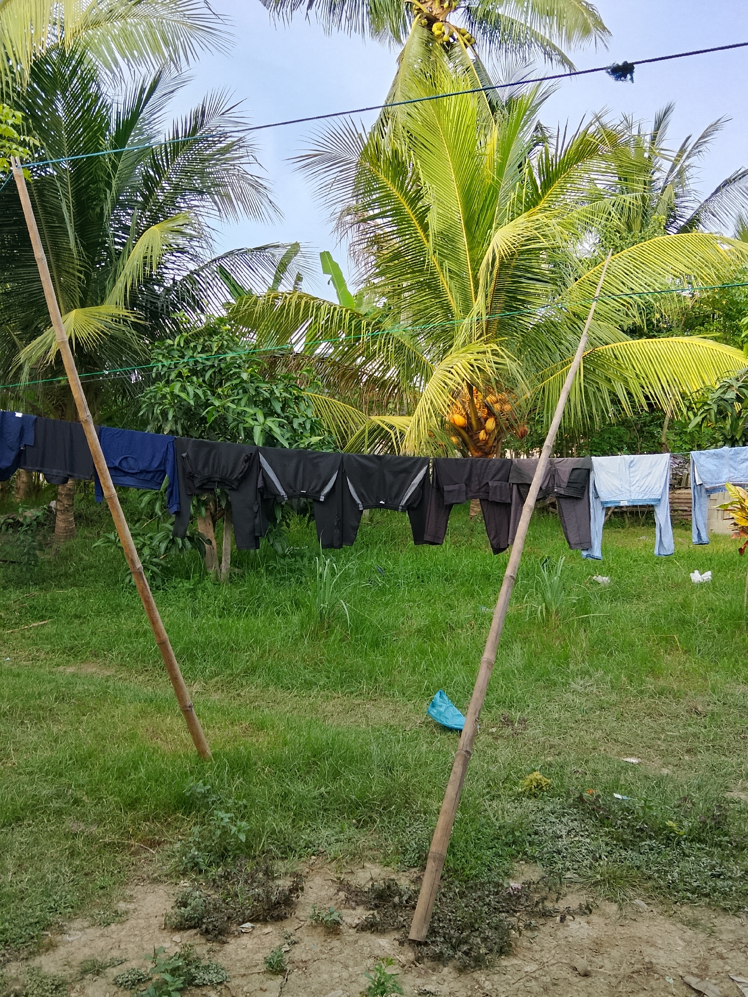 The image depicts an outdoor scene with laundry hanging on a clothesline strung between two bamboo poles. The clothesline is supported by the bamboo poles, one of which is closer to the camera and angled to the left, while the other is further away and angled to the right. A variety of clothing items, including pants and what appear to be shirts or shorts, are visible, predominantly in dark colors like black and navy blue, with some lighter blue garments towards the right end of the line.
The environment is lush and green, with tall palm trees dominating the background, their fronds silhouetted against a clear blue sky. Some of the palm trees have clusters of coconuts. In front of the trees, there is dense green foliage. The ground in the foreground is covered in grass and patches of bare soil, with some scattered debris, including a blue plastic bag. The lighting suggests it is daytime, possibly late afternoon given the soft light.
This scene is likely located in Kruenglingka Barat, Indonesia, a region characterized by tropical vegetation and rural or semi-rural settings, which aligns with the visual elements presented in the photograph. There are no people visible in the image. The overall impression is one of a functional, everyday outdoor activity in a tropical environment.