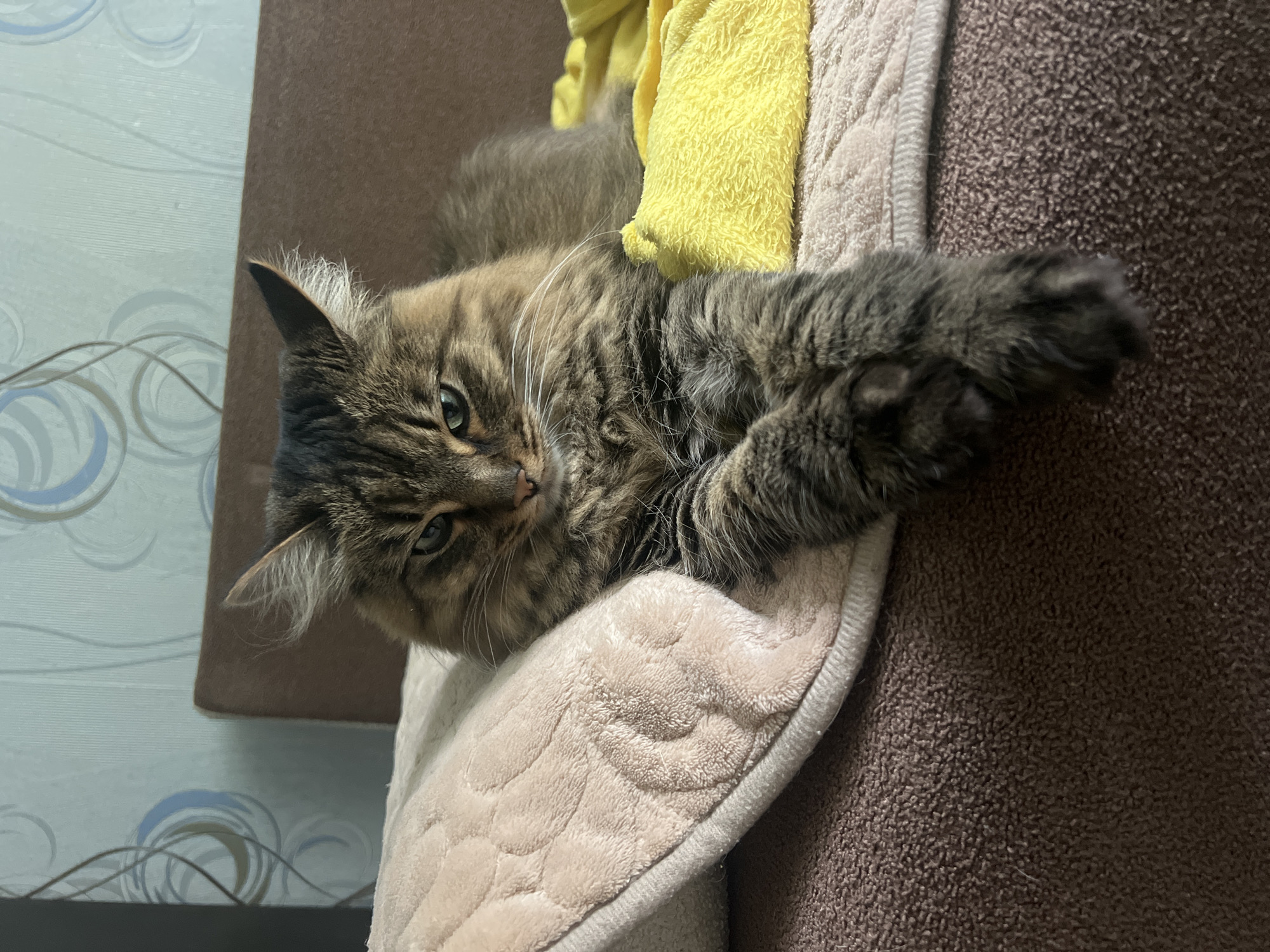 A medium shot presents a cat lying on a plush blanket. The cat's fur is a mix of brown and grey, and it has white whiskers. Its paw is extended outward. A yellow towel is draped behind the cat. The background features a brown surface and a wall with a blue and white patterned design. The location is Chaikovsky, Russia.