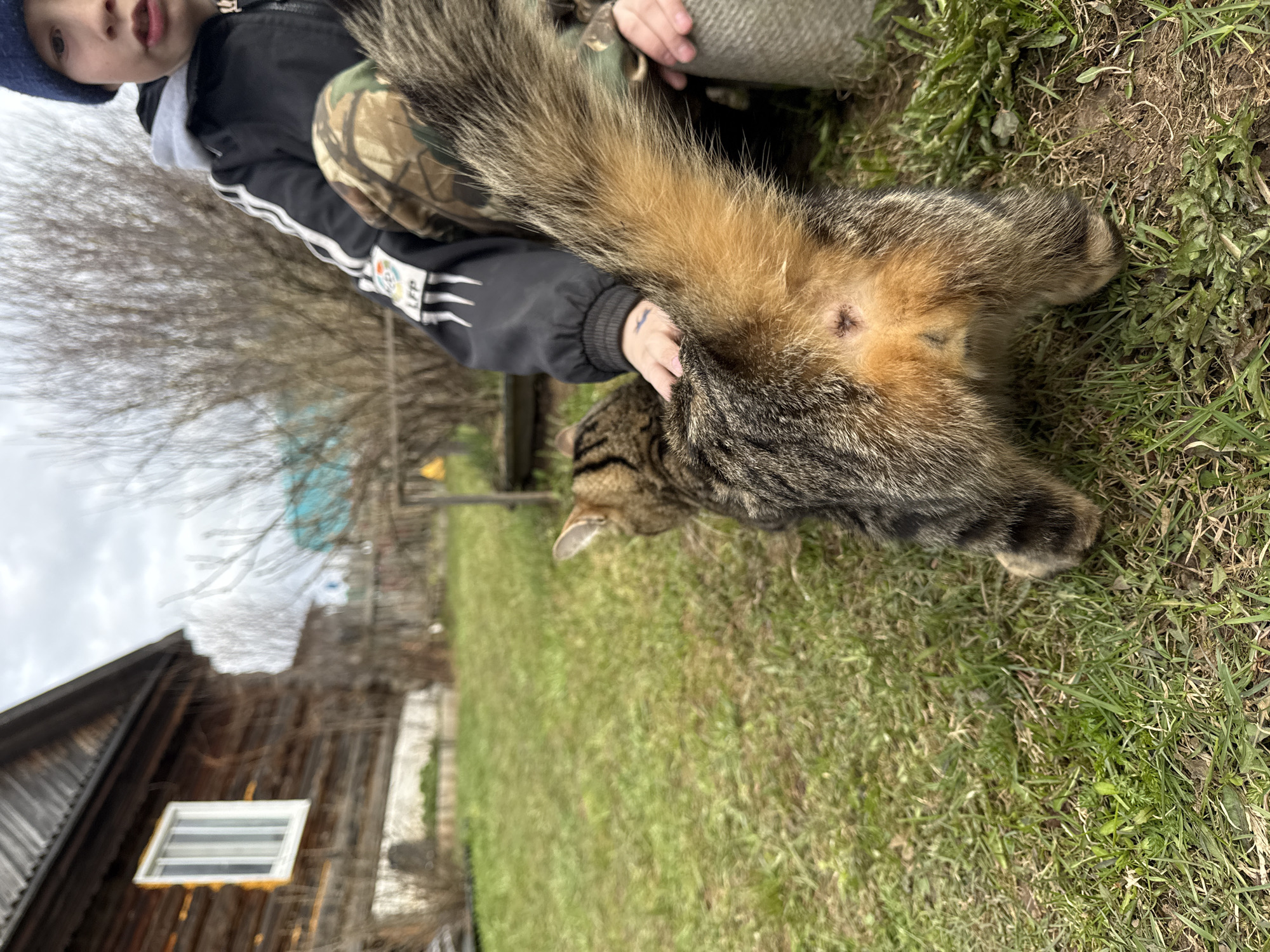 The image captures a close-up, outdoor interaction between a young person and a tabby cat in Дойная, Russia. The person, partially visible, wears a blue knit hat, a black jacket with white stripes on the sleeves, and camouflage-patterned pants. A patch on their left jacket sleeve displays the text "LFP" alongside a logo. A small, light blue tattoo, resembling a simple bird or arrow, is visible on the back of the person's hand as they gently stroke the cat's lower back and upper tail area.
The cat is a domestic tabby, distinguished by its brown and black striped fur and a notably bushy, reddish-brown and black-tipped tail. Its rear is prominent in the frame, revealing a small, reddish-pink mark or scab near its anus. The cat's head is turned away from the camera, with one ear visible.
The scene is set outdoors on green grass, which appears somewhat sparse in places. In the background, there is a rustic, dark wooden building with a small, white-framed window. Bare trees or shrubs are visible further in the distance, beneath an overcast sky. The photograph appears to have been taken during the daytime in a rural or semi-rural environment.