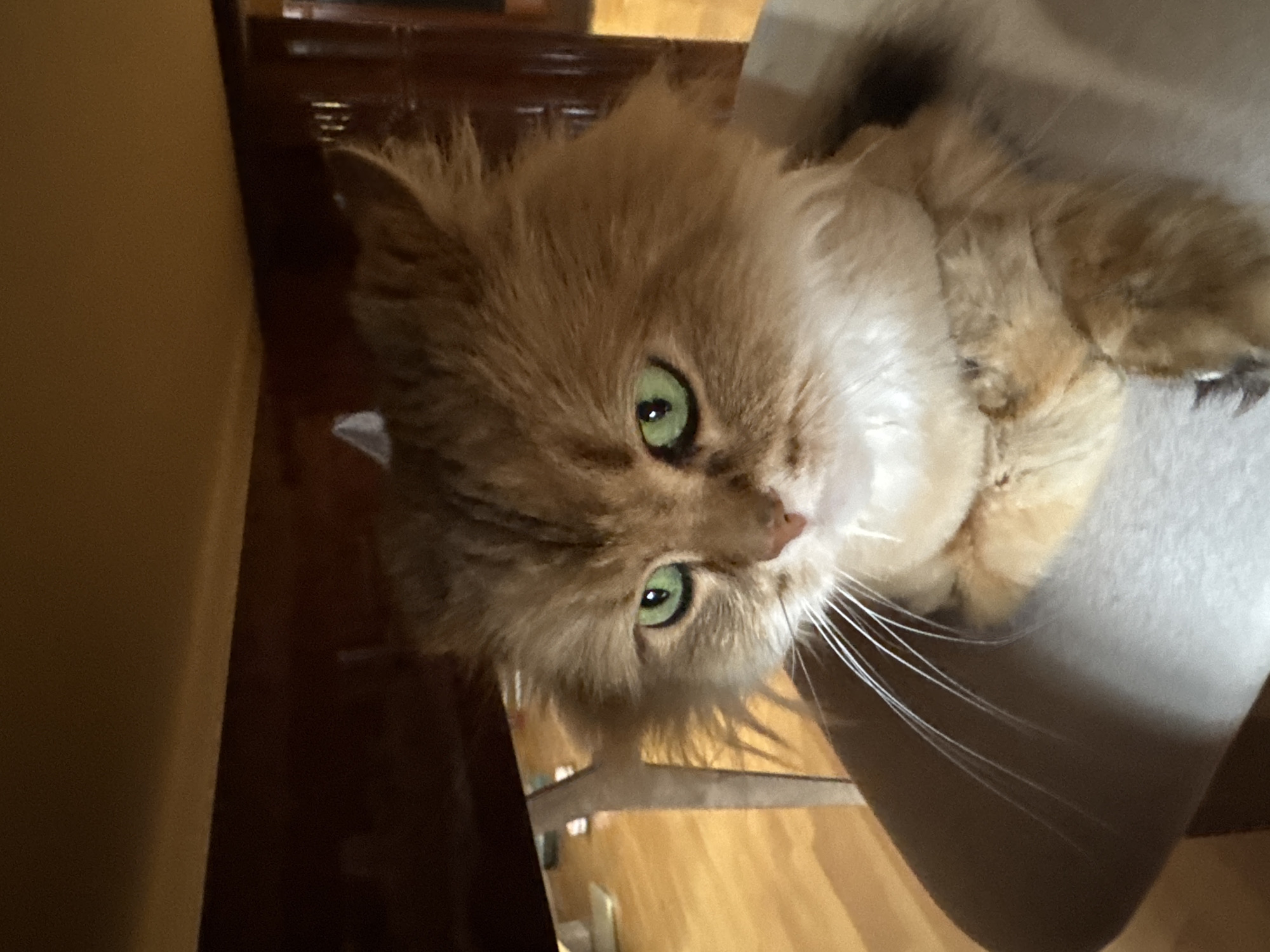A fluffy, ginger cat with bright green eyes is sitting on a light-colored cushion. The cat is looking to the left of the frame with its paws crossed. The cat is partially obscured by the shadow of a dark wooden surface above it. The background shows a wooden floor and furniture. The scene is indoors.