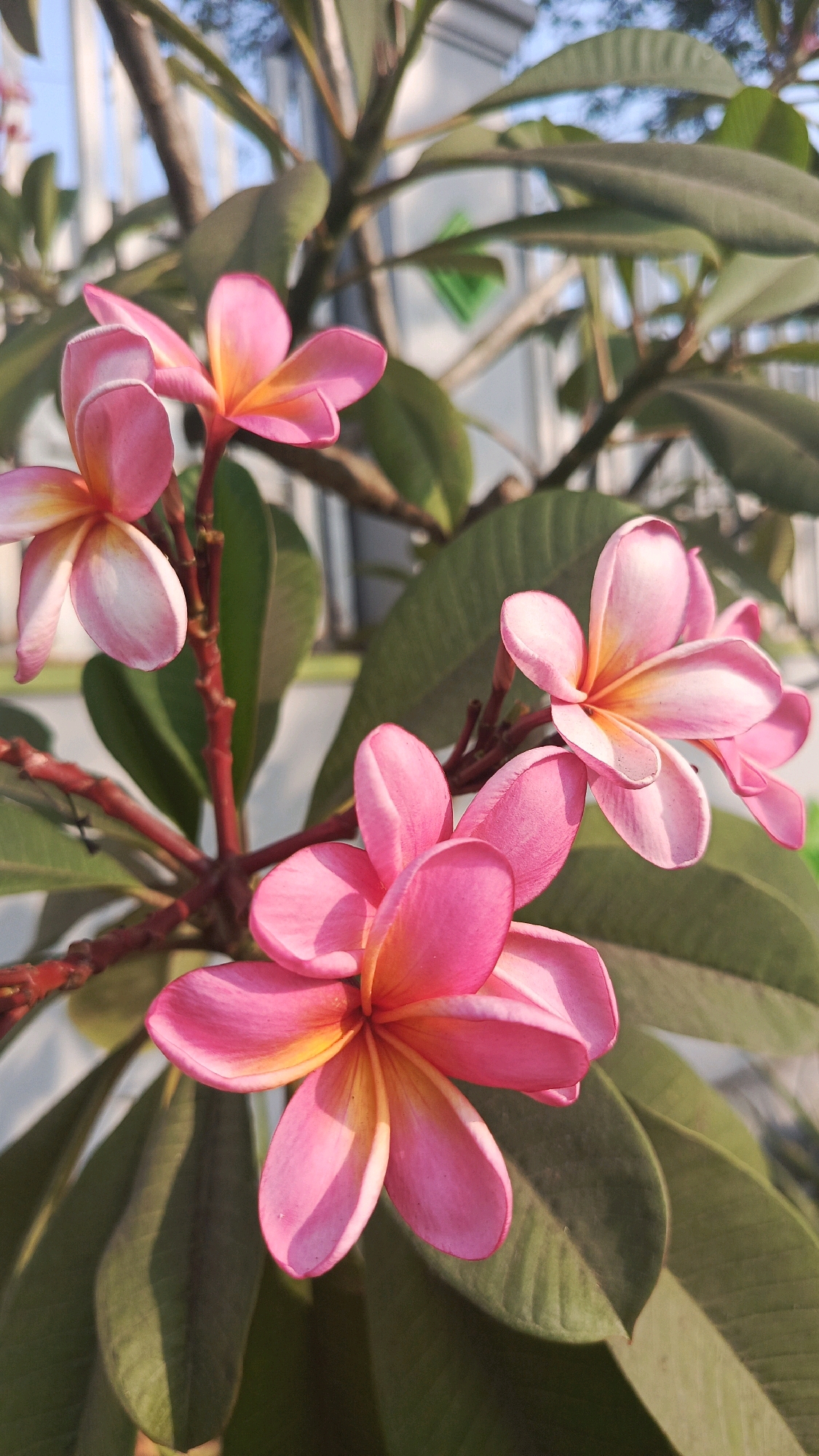 In Cekok, Indonesia, this close-up image captures a cluster of vibrant pink and yellow plumeria flowers in bloom. The flowers, with their delicate, layered petals, are the central focus, set against a backdrop of lush green leaves and thin, reddish-brown stems. Sunlight casts soft shadows on the petals, highlighting their texture and shape. In the blurred background, a white fence and a hint of a light-colored building suggest an outdoor setting within the city, possibly a garden or a residential area. The overall impression is one of natural beauty and tranquility.