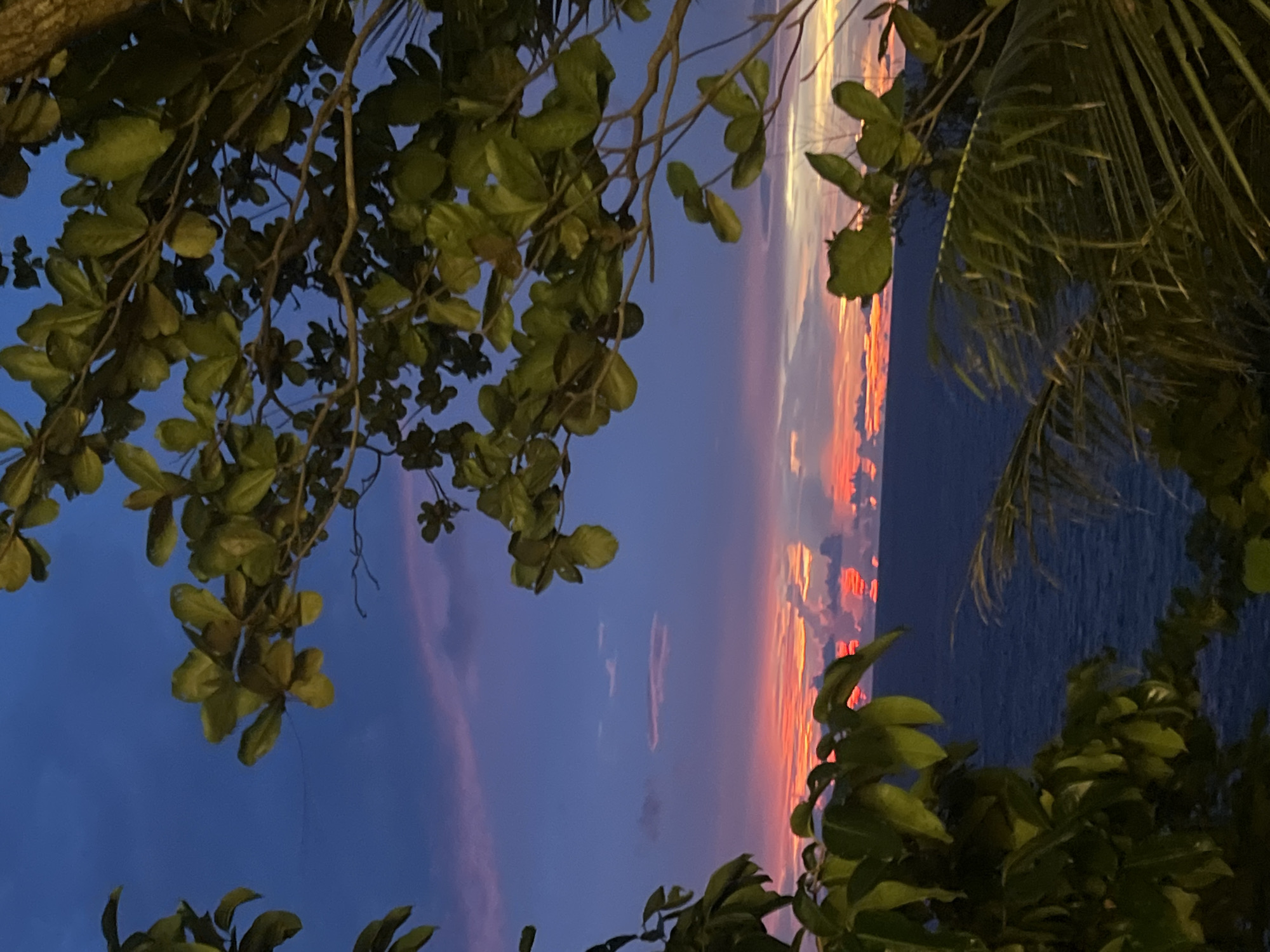 This is a vertical, eye-level shot of a tropical sunset viewed through the branches and leaves of trees. The foreground is dominated by dark green foliage, some of which is in sharp focus while other parts are blurred. The leaves are large and oval-shaped, characteristic of tropical plants. They hang from thin branches, creating a framing effect for the background.
The background is a vibrant sunset over the ocean. The sky transitions from a deep blue at the bottom to streaks of pink and orange as it meets the horizon. The ocean is a dark, deep blue, reflecting the colors of the sky. The sun itself is not directly visible, but its light creates a dramatic and colorful display in the clouds and on the water. The image evokes a sense of peace and natural beauty, typical of a tropical evening. The time of day is clearly sunset. The location appears to be a coastal area, likely a beach or a viewpoint overlooking the sea, given the presence of the ocean and tropical vegetation. There is no visible text. The activity taking place is simply the observation of the sunset.