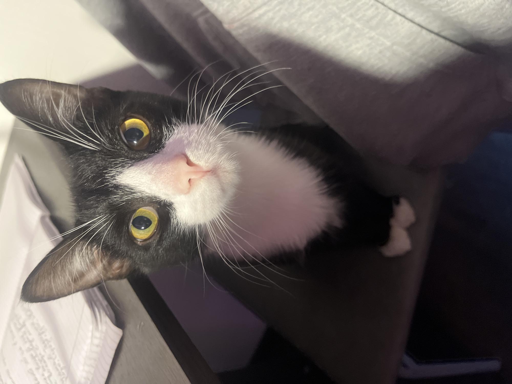 A black and white tuxedo cat with yellow eyes, a pink nose, and long white whiskers is looking up at the camera. The cat is positioned on a dark, possibly wooden, surface. Some white papers are visible near the top left corner of the image. A gray, textured fabric appears in the background. The location is not discernible from the image.