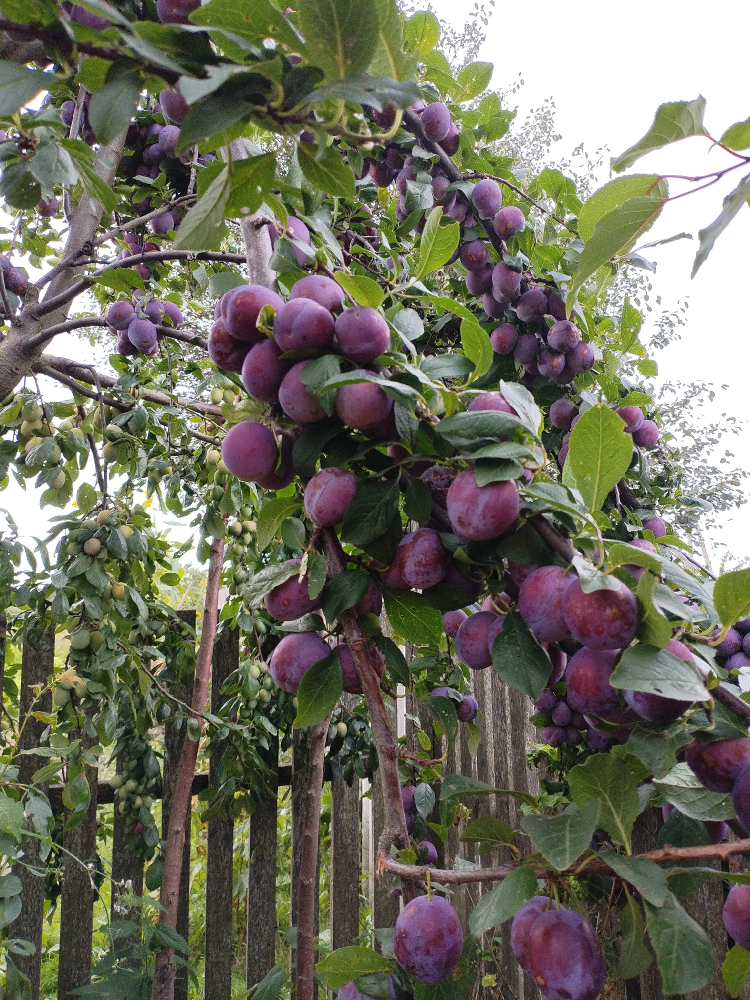 In Bialynichy, Belarus, this outdoor scene features a plum tree laden with ripe, purple fruit, hanging amidst green leaves and branches. The tree is positioned in front of a weathered, wooden fence, with glimpses of greenery and possibly other vegetation visible beyond it. The sky above is overcast and light in color. There are no people or animals visible in the image, and no actions or interactions are depicted. The focus is on the natural bounty of the plum tree.