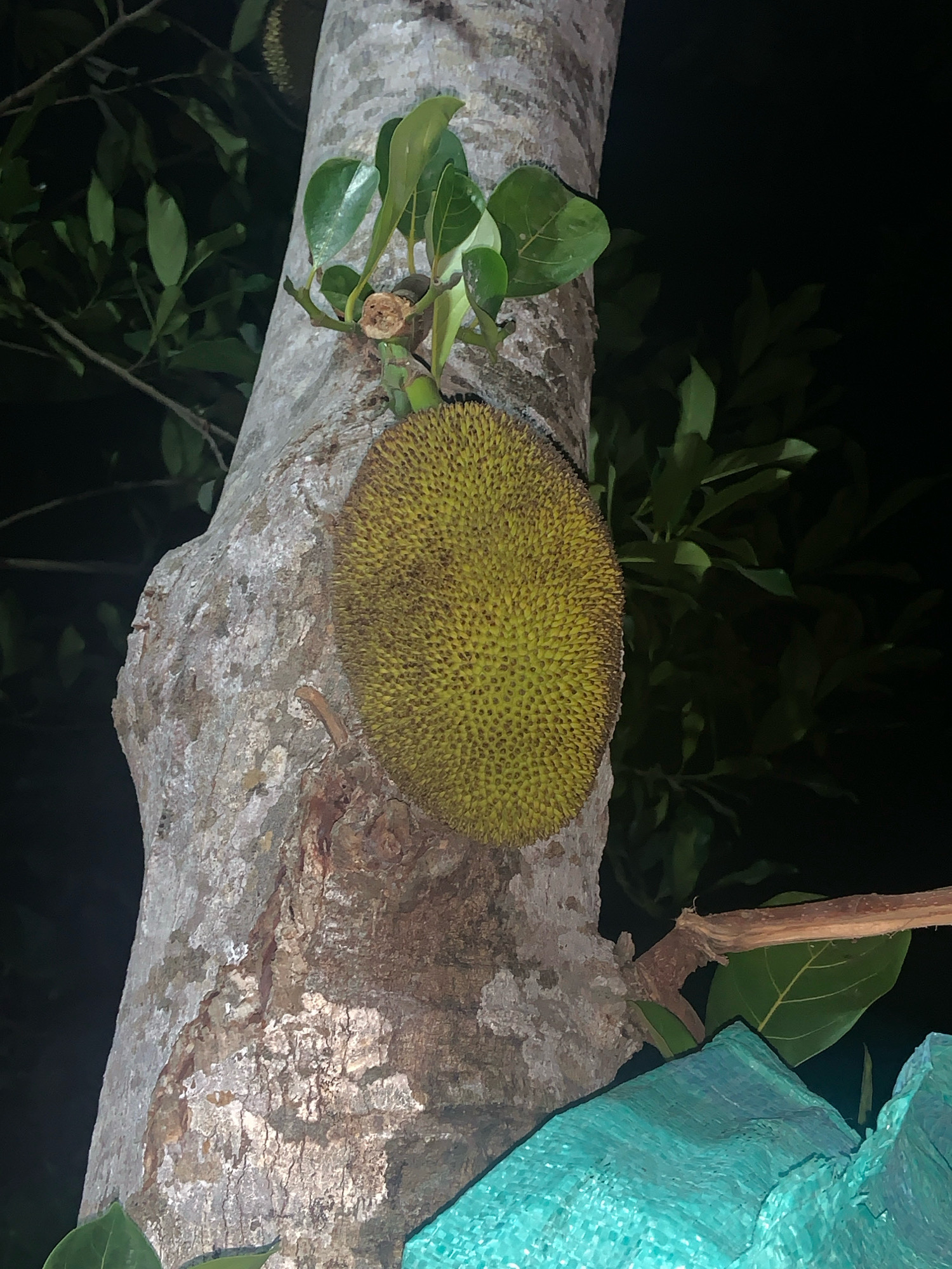 The image shows a large, green, spiky jackfruit growing on a tree trunk. The tree has rough, gray bark. There are dark green leaves visible in the background, which is mostly black, indicating it is nighttime or a dark environment. A piece of turquoise-colored tarp is visible in the lower right corner of the image. The image was taken in Suwaluh, Indonesia.