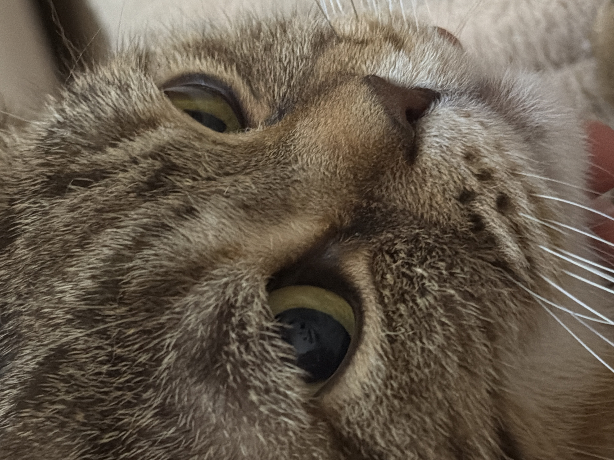 The image is a close-up of a cat's face, specifically the area around its eyes and nose. The cat has brown and grey fur, and its eyes are yellow-green. White whiskers are visible. The cat is likely lying down. There is no indication of the location being Perm, Russia or any other specific location.