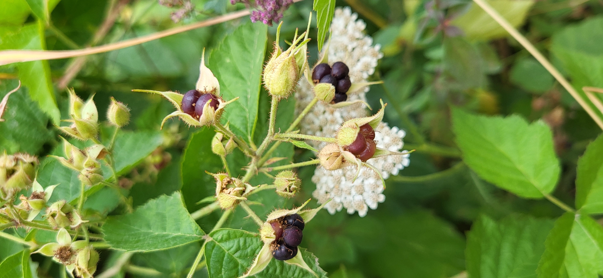 The image shows a close-up of a bramble bush with several developing berries and some white flowers in the background. Some of the berries are dark purple and appear ripe, while others are still green and fuzzy. The leaves of the bush are green and serrated. The overall scene is outdoors, with lush vegetation suggesting a natural or semi-natural environment. The image was taken in the vicinity of Syrymbet village, Akmola region, Kazakhstan. There are no people or animals visible in the frame.