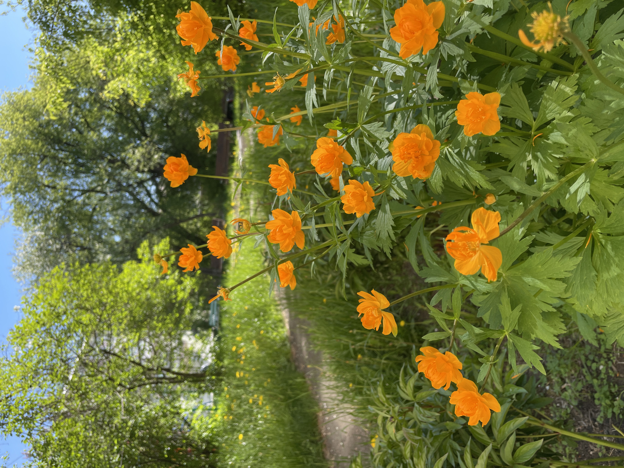 The image displays a vibrant outdoor scene dominated by numerous bright orange flowers, likely globeflowers (*Trollius*), and lush green foliage. The perspective appears to be slightly elevated or at eye level with the flowering plants, which occupy the right side and foreground of the frame. The flowers are a striking, uniform orange hue, with many in full bloom, showcasing their distinctive spherical or cup-shaped petals. Their strong green stems and deeply lobed leaves are also clearly visible, creating a rich texture.
In the mid-ground, a narrow, unpaved dirt path winds horizontally from the lower-left towards the upper-right, suggesting a walking trail through a natural setting. This path is bordered by more green grass and smaller plants. The background features several deciduous trees with dense canopies of bright green leaves, indicating a spring or early summer season. Beyond the trees, on the left side of the frame, a clear, light blue sky is visible, suggesting good weather.
The scene is illuminated by bright daylight, casting subtle shadows and highlighting the freshness of the greenery and the vividness of the flowers. There is no human activity present, emphasizing the natural beauty and tranquility of the setting. No visible text appears in the image. The overall impression is one of natural abundance and peacefulness, characteristic of a garden, park, or natural landscape in Zheleznogorsk, Russia.