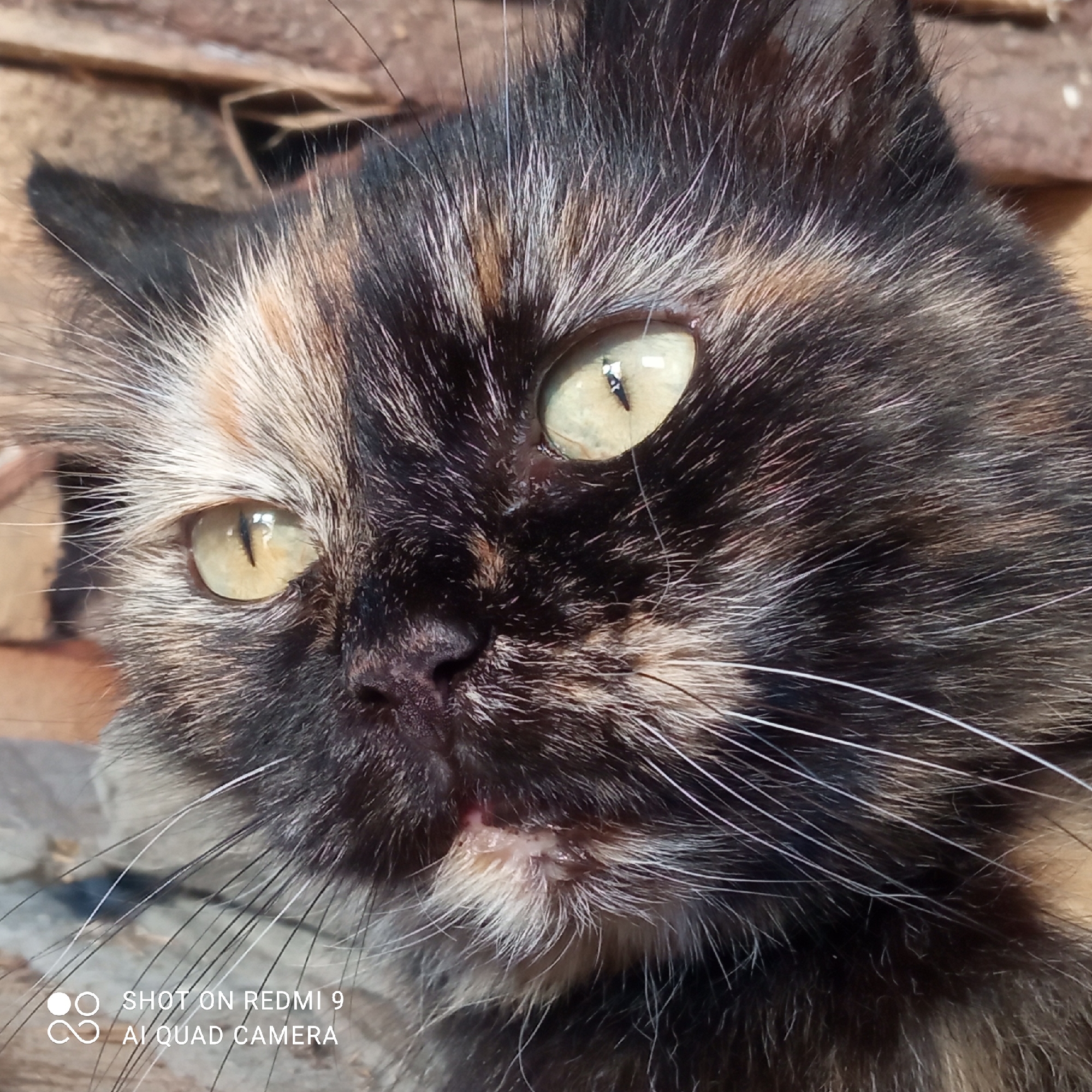 The image shows a close-up of a tortoiseshell cat's face. The cat has yellow-green eyes and a black and tan fur pattern. There is an injury or skin condition visible on the cat's face, near its mouth. The background appears to be made of wooden materials. The image includes the text "SHOT ON REDMI 9 AI QUAD CAMERA". The location is Кемуль, Russia.