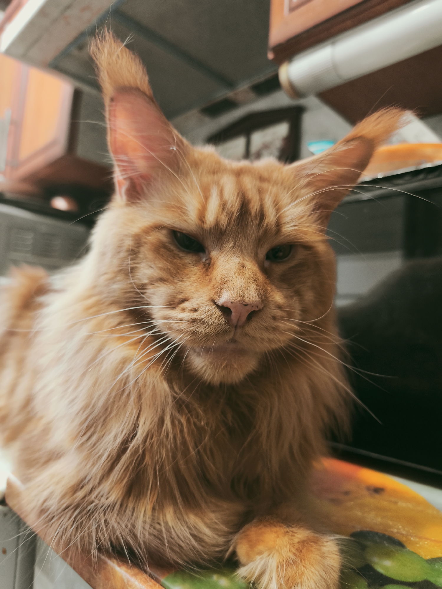An orange tabby cat, possibly a Maine Coon, is positioned in a close-up, low-angle shot. The cat's fur is long and fluffy, with prominent tufts on its ears. Its eyes are partially closed, giving it a sleepy or discerning expression, and its pink nose is visible. The cat is resting on a surface with a colorful, possibly printed, pattern beneath its paws, which are visible in the lower portion of the frame. The background is out of focus and appears to be an indoor environment, with hints of cabinetry and a fluorescent light fixture overhead. The lighting is somewhat dim and has a warm tone. The image was taken in Unknown, Unknown.