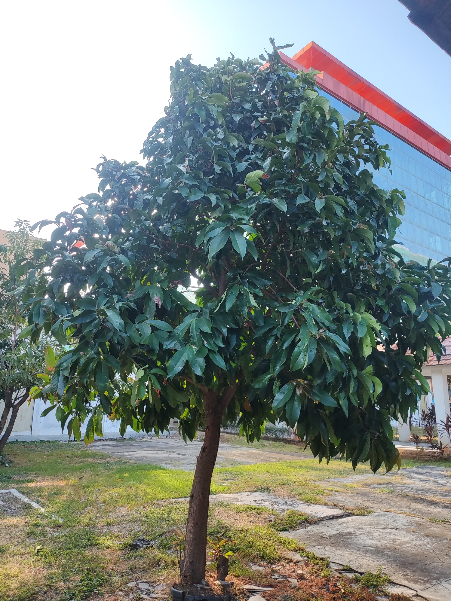 The image depicts an outdoor scene in Cirebon, Indonesia. In the foreground, a medium-sized tree with lush green leaves stands prominently. The tree has a single, brown trunk and appears to be growing in a planter or a small patch of soil. Behind the tree, a paved pathway leads into a grassy area. Further back, a modern building with a blue glass facade and a distinctive orange roofline is visible. The sky is clear and bright, suggesting a sunny day. The overall environment appears to be an urban or semi-urban setting, possibly a garden or campus area.