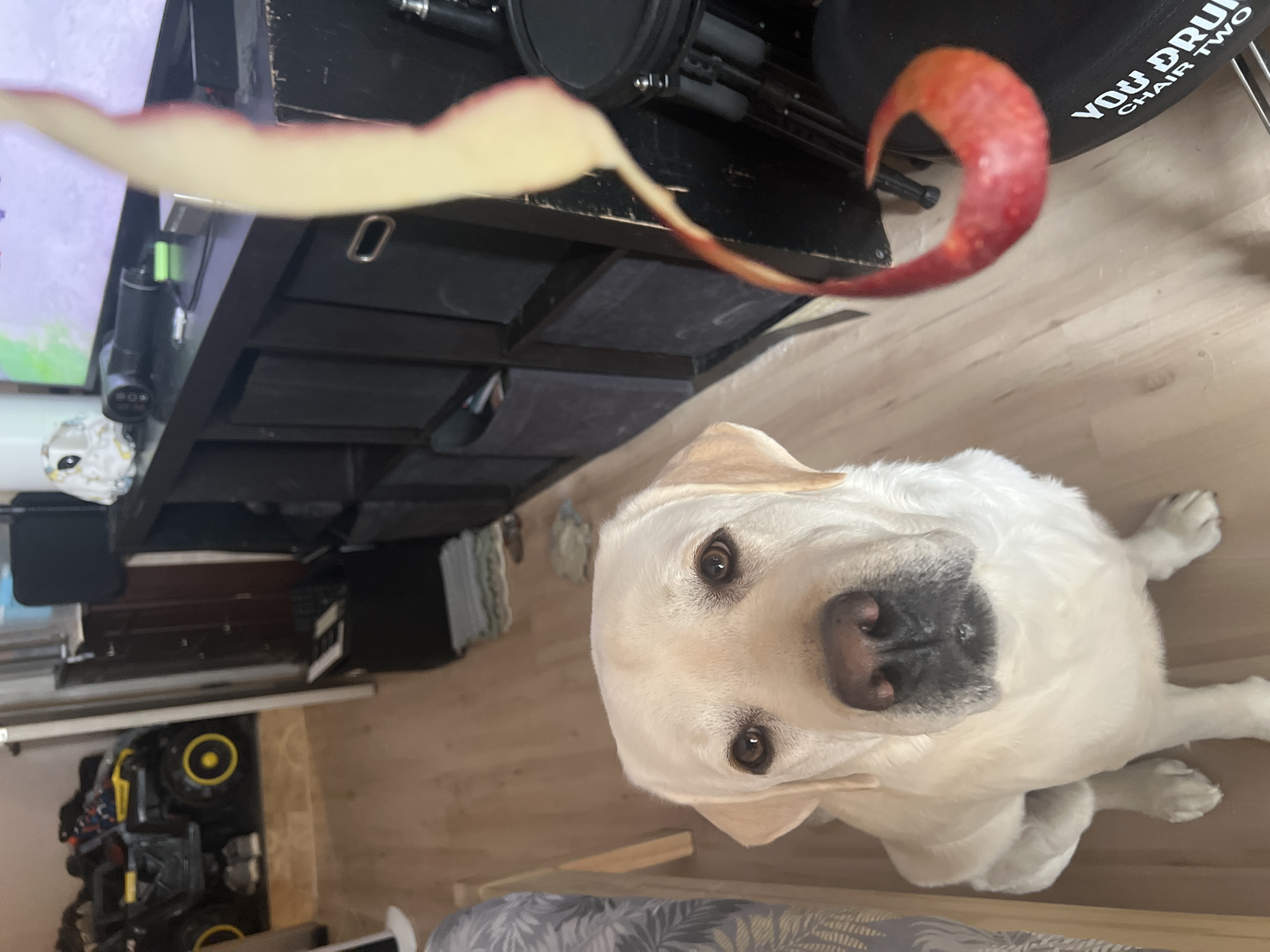 A Labrador Retriever dog sits on a light wood floor, looking upward at an apple peel being held above it. The peel is red on one side and pale yellow on the other. In the background is a black cabinet with drawers and various items on top. A drum chair is partially visible in the upper right corner. A toy truck is visible on the lower left side of the scene. The location is an interior setting and it is unknown if this picture was taken in the city of Mytishchi, Russia.