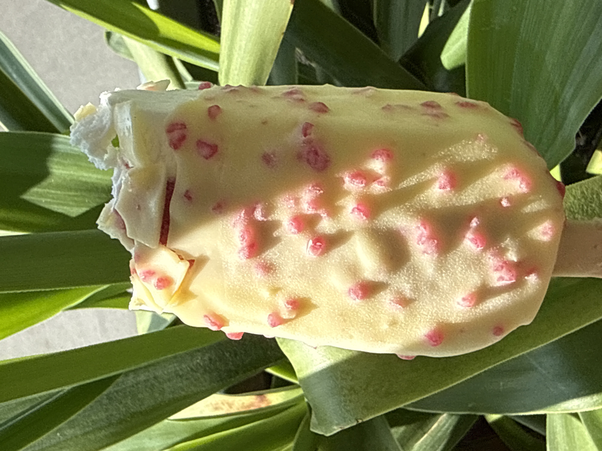A close-up, eye-level shot shows a half-eaten, pale yellow ice cream bar coated in white chocolate with small pink pieces embedded in it. The ice cream is held vertically, with the top portion broken off, revealing the lighter interior. The background consists of out-of-focus green foliage, suggesting an outdoor setting. The image is well-lit, with sunlight casting shadows on the ice cream. The location is a street in Bad Sachsa, Germany.