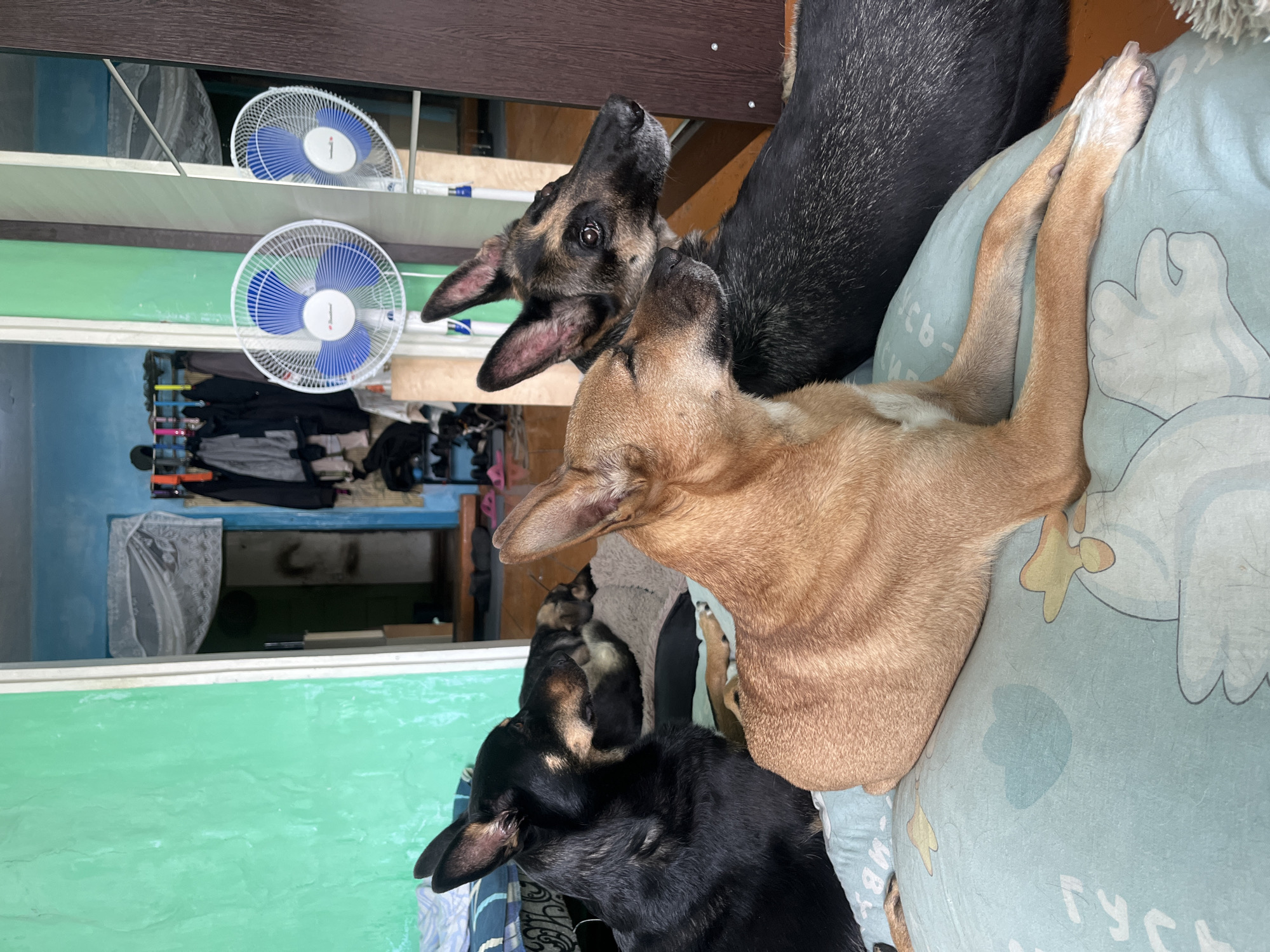 Three dogs are lying on a light blue, patterned pillow indoors. The dog in the foreground is light brown and facing left. Behind it, to the left, is a black and tan dog facing left. To the right of the light brown dog is another black and tan dog, facing right. The background shows a room with a turquoise wall on the left, a doorway with clothes hanging on the right, and two fans. The scene appears to be in a residential setting within the city of Nizhny Tagil, Russia.