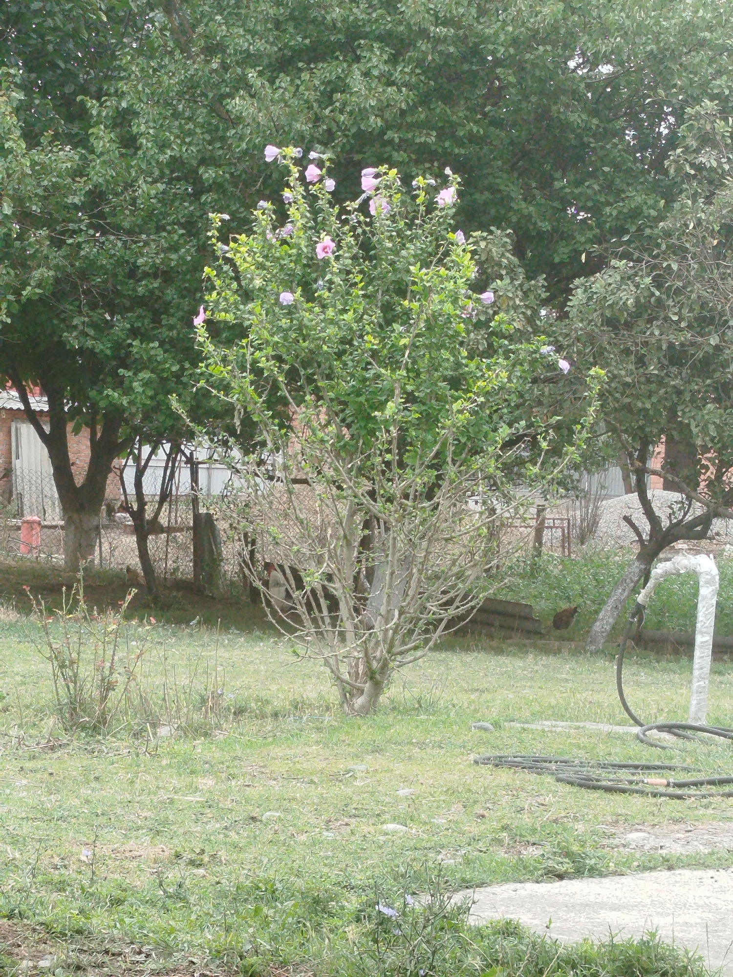 The image depicts a residential backyard scene in the village of Zyazikov-Yurt, Russia. In the center, a flowering shrub with pink blossoms stands prominently on a grassy lawn. Behind it, a large tree with dense green foliage dominates the background, partially obscuring a brick building and a white door. To the right of the flowering shrub, a white pipe extends upwards from a black hose coiled on the ground. Several bare, thorny rose bushes are visible in the lower left corner of the frame. The ground is covered in grass and scattered debris, with a concrete path running across the bottom.
