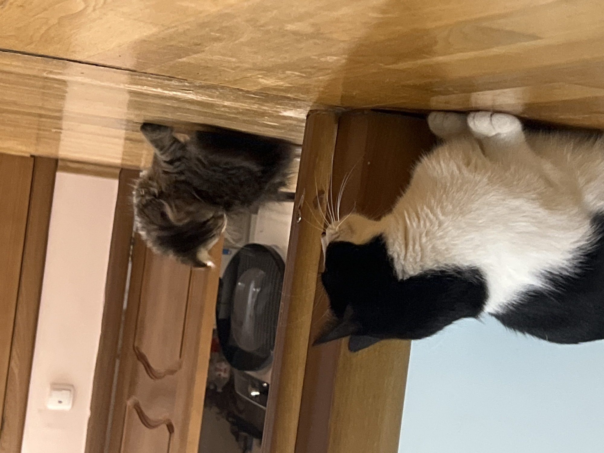 Two cats, one black and white and the other grey and fluffy, are indoors on a wooden floor. The black and white cat is in the foreground, facing the right side of the frame, with its body largely visible. The grey cat is in the middle ground, further into the room, facing away from the viewer and partially obscured by a doorway. The environment appears to be a residential interior with wooden doors and a light-colored wall. The lighting is dim, suggesting it is indoors. The image does not provide any information about the city of Smolenskaya, Russia.