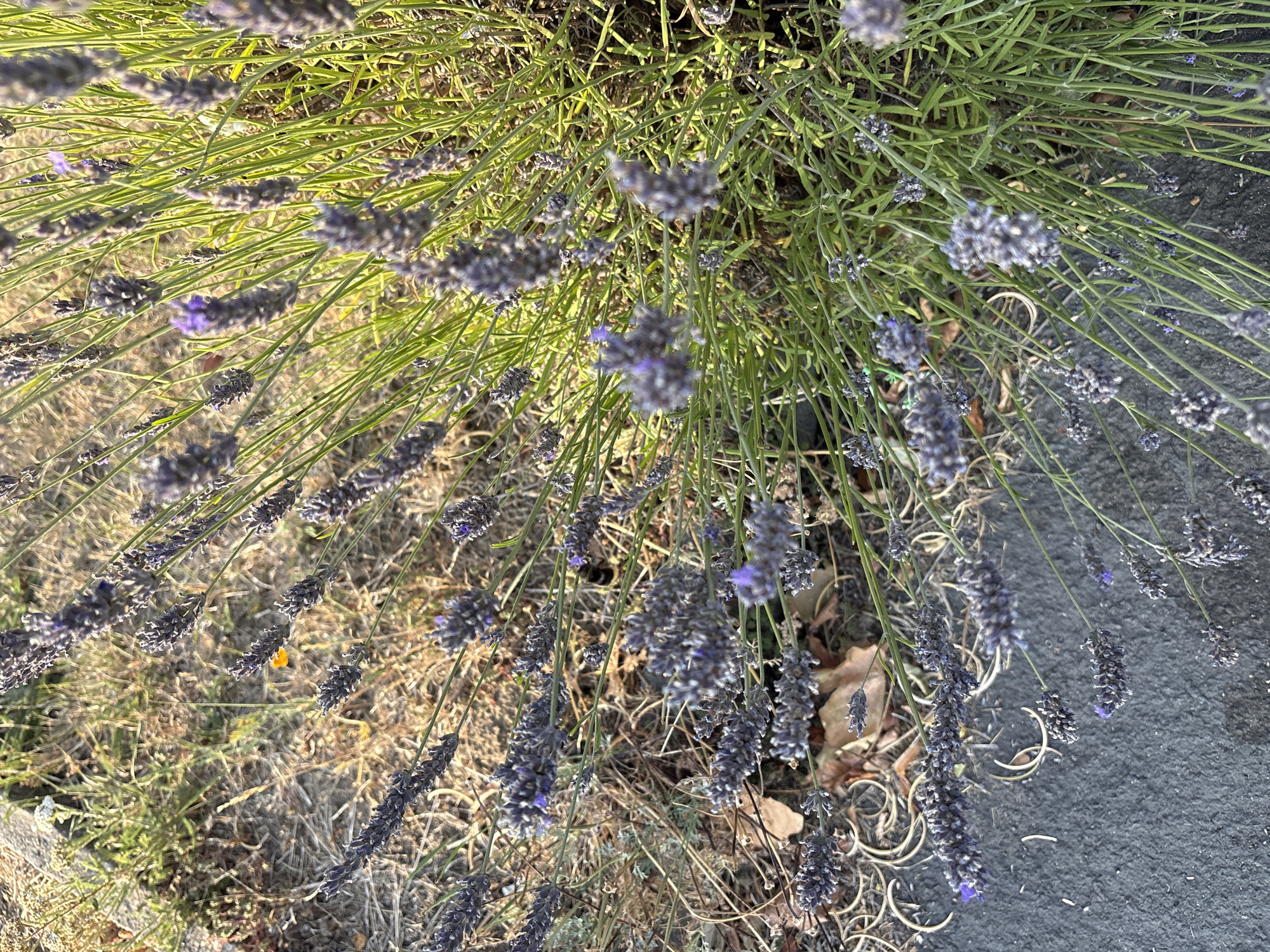 The image depicts a close-up view of a lavender plant with numerous purple flower spikes and green stems. The lavender is situated outdoors, adjacent to a dark gray paved surface. In the background, dry grass and a small orange flower are visible. The lighting suggests it is daytime, casting shadows and highlighting the details of the plant. There are no discernible people or specific landmarks to indicate a location within Chelmsford, United Kingdom. The scene appears to be a natural or garden setting.