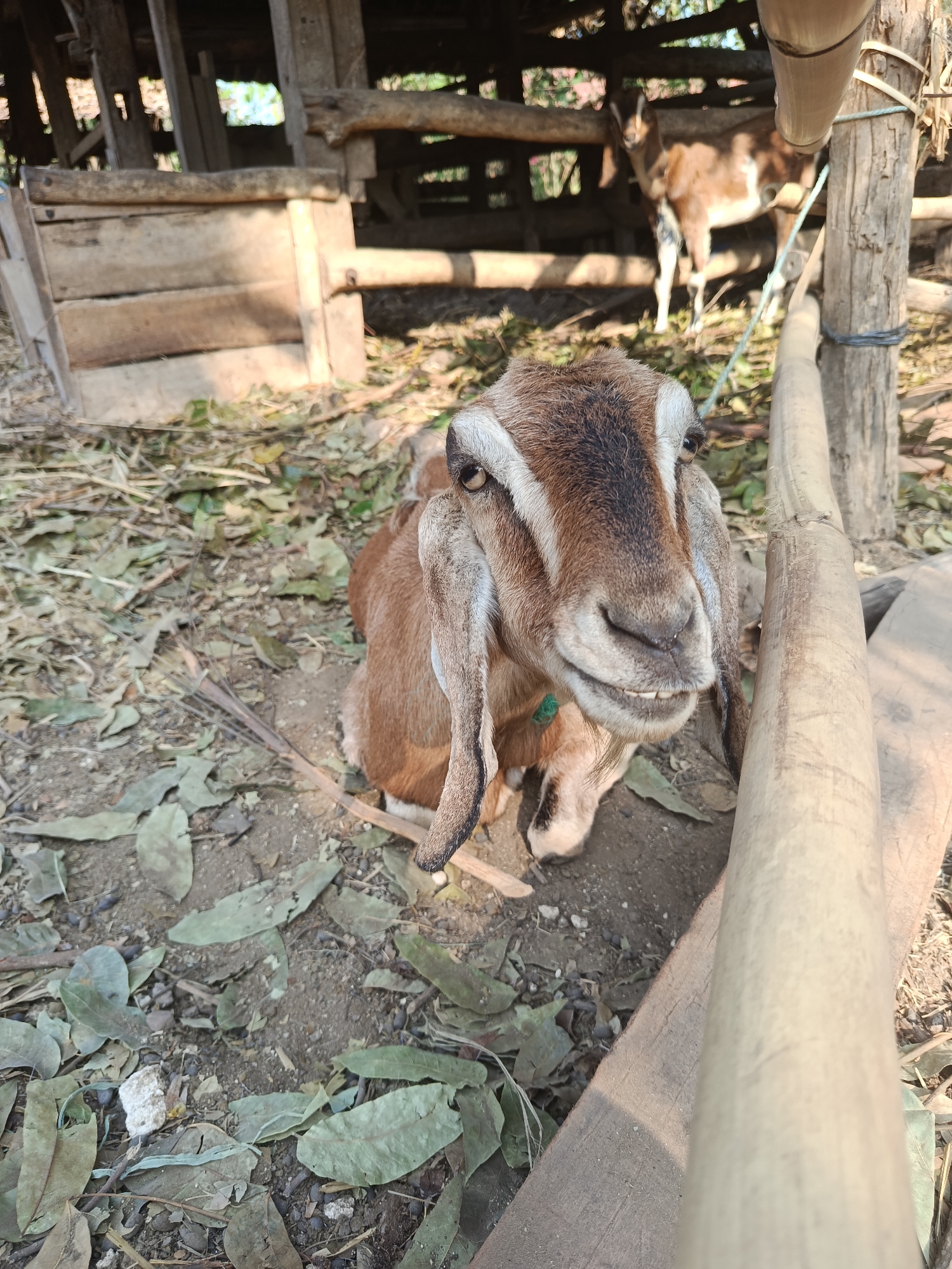 In Karangmojo, Indonesia, a close-up shot features a light brown and white goat lying on the ground amidst dry leaves and dirt. The goat faces the camera with its mouth slightly open, revealing its teeth. Its long ears droop down its sides. In the background, a wooden structure with more goats and bamboo poles is visible. A rope is tied around a wooden post. The scene is outdoors, with sunlight casting shadows.