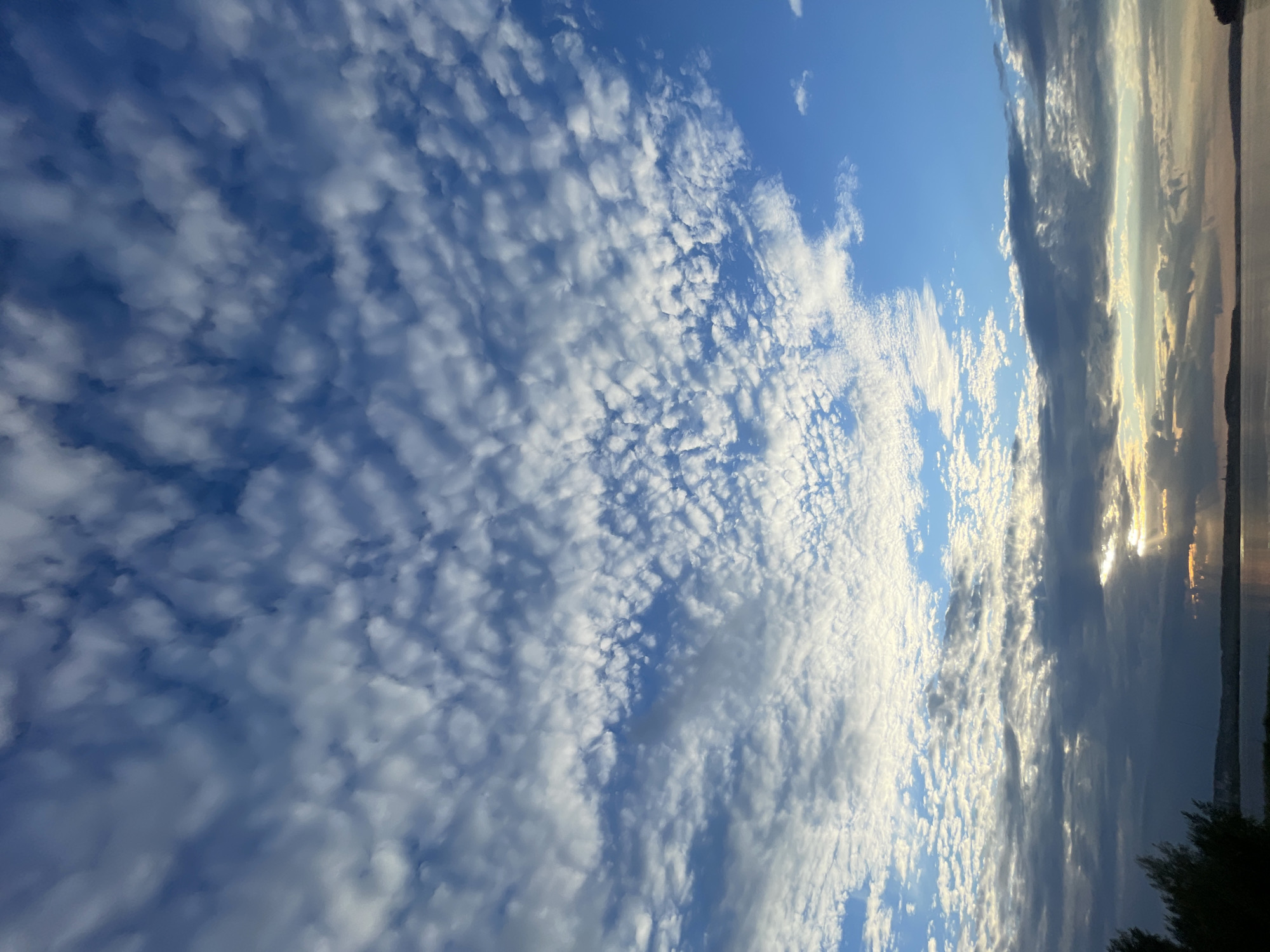 The image captures a dynamic sky over a body of water, likely a lake or the sea, at sunset or sunrise. The sky is a vibrant blue, populated by a dense scattering of altocumulus clouds, which appear as small, puffy white masses arranged in ripples and waves. Towards the right side of the frame, the clouds become larger and more dramatic, transitioning into lenticular or stratiform formations, painted with the warm hues of the setting or rising sun. Golden and orange light streaks through these clouds, reflecting on the calm water below, creating a shimmering effect. The water's surface is dark and smooth, with a faint outline of land or trees visible in the far distance on the right edge of the image. The overall mood is serene and awe-inspiring, highlighting the beauty of natural light phenomena. There is no visible text in the image.
