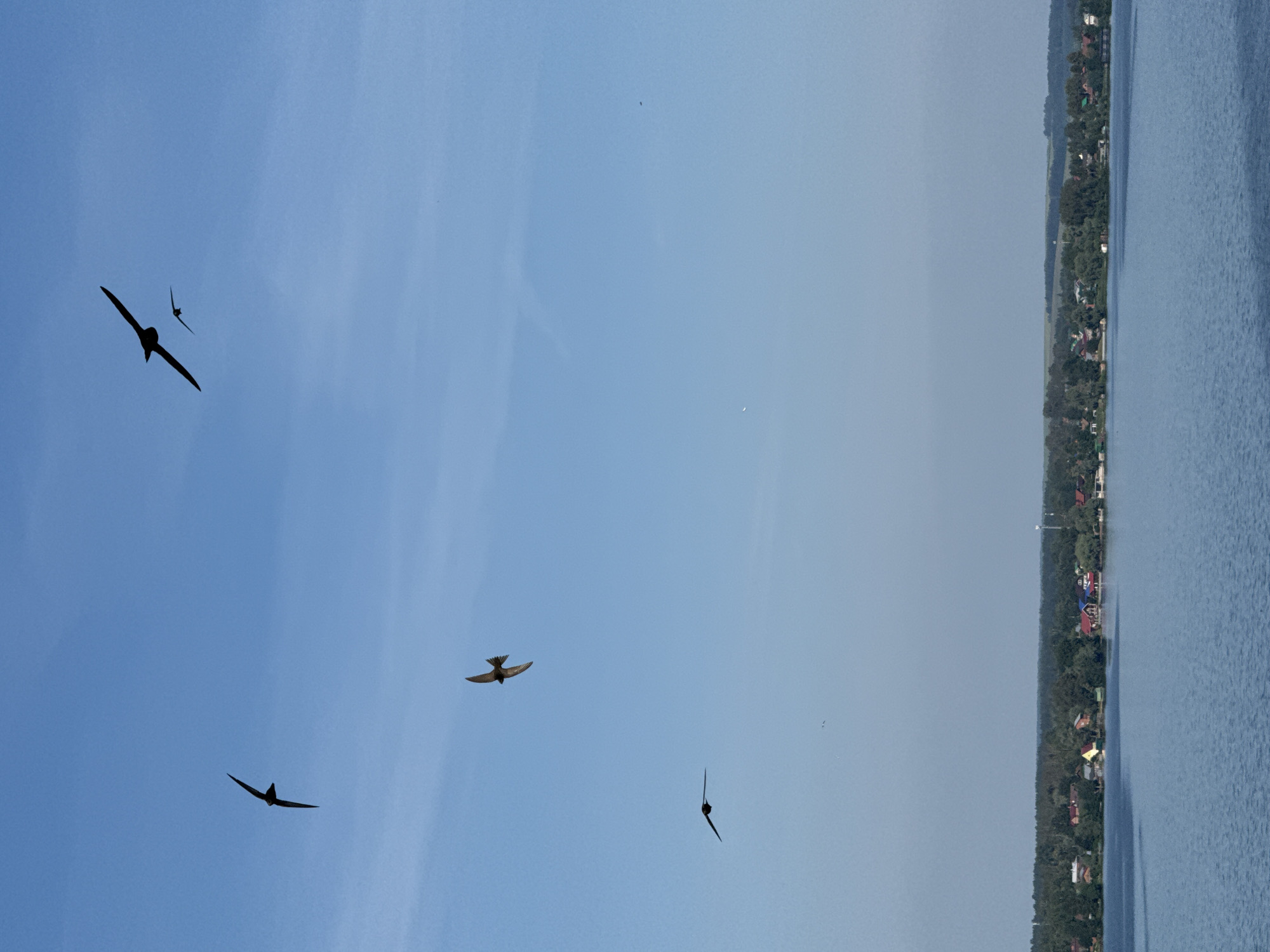 The image captures a serene landscape scene with a clear blue sky and a calm body of water in the foreground. Several birds are seen in flight against the sky. In the distance, a treeline borders the water, behind which a small settlement of houses with red and other colored roofs is visible, suggesting a rural or semi-rural environment. This scene is consistent with the natural beauty found in areas like Votkinsk, Russia, which is known for its lakes and natural surroundings.