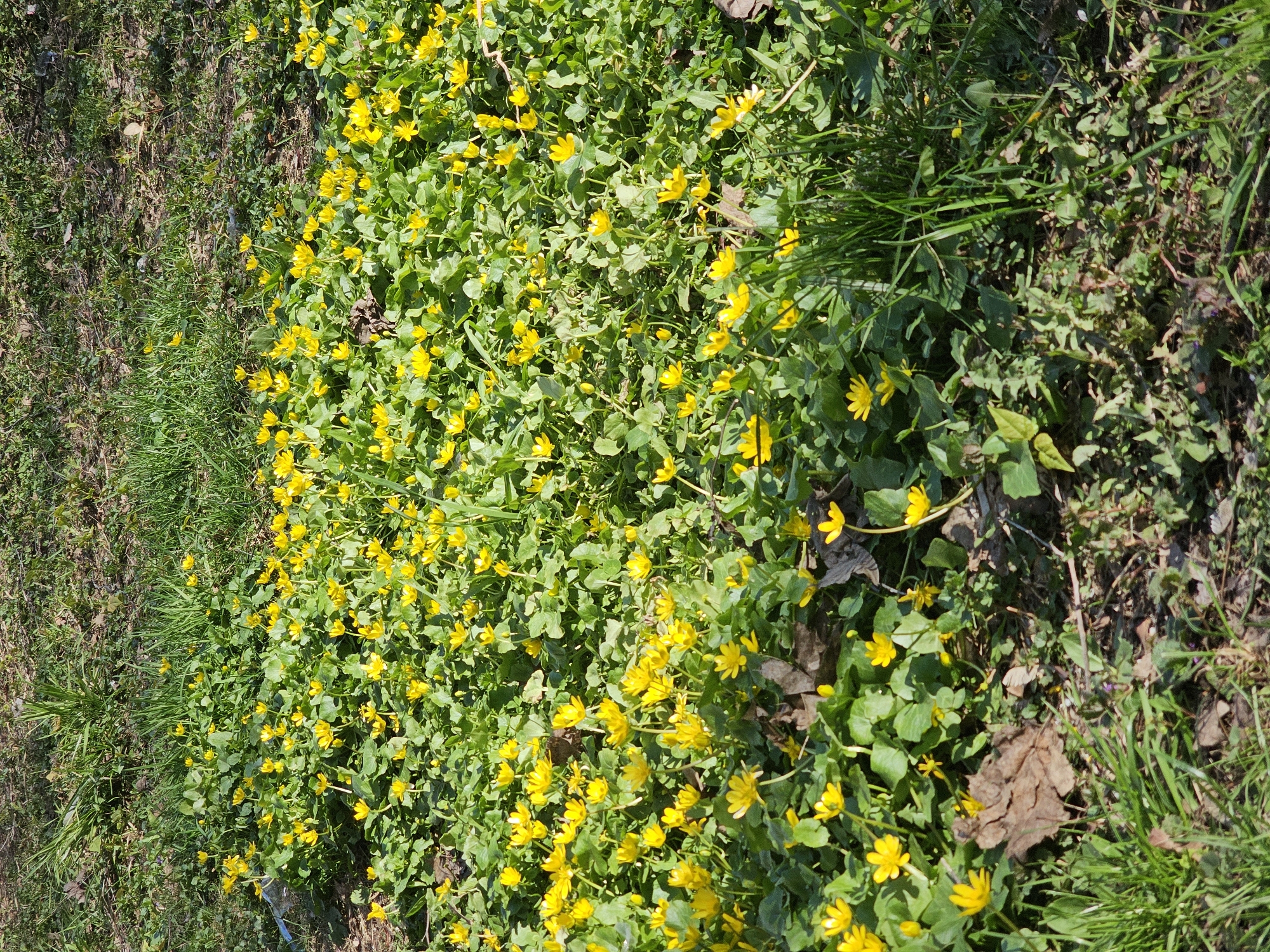The image shows a patch of Lesser Celandine flowers in bloom, amidst green grass and other vegetation. The location is Khimki, Russia. The flowers are yellow and the leaves are green. The ground is partially covered with dry leaves and debris. The light suggests it is daytime. There is no indication of people, subjects, objects, actions, or interactions beyond the presence of the flowers and vegetation. The environment is a grassy area, likely a garden or meadow.