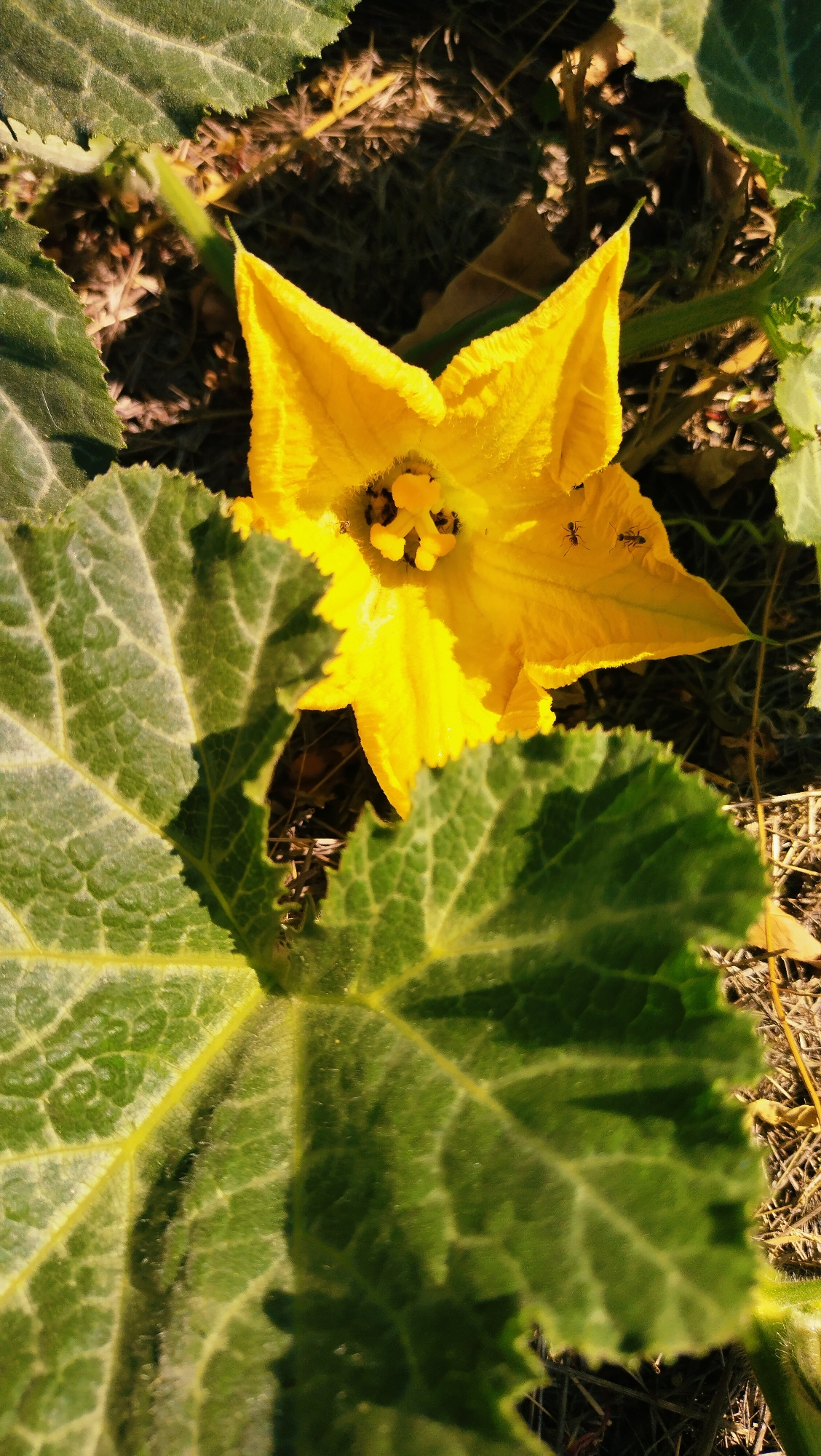 A close-up, high-angle shot captures a bright yellow pumpkin flower blooming among large, textured green leaves. The flower, with its five pointed petals, is centered in the upper portion of the frame, showcasing its intricate stamen and pistil. Several ants are visible on the petals and within the flower, suggesting they are attracted to its nectar or pollen. The surrounding environment appears to be a garden or field, with dry soil and some dead plant matter visible in the background, lit by natural sunlight. The image is focused on the details of the flower and leaves, with the background slightly blurred.