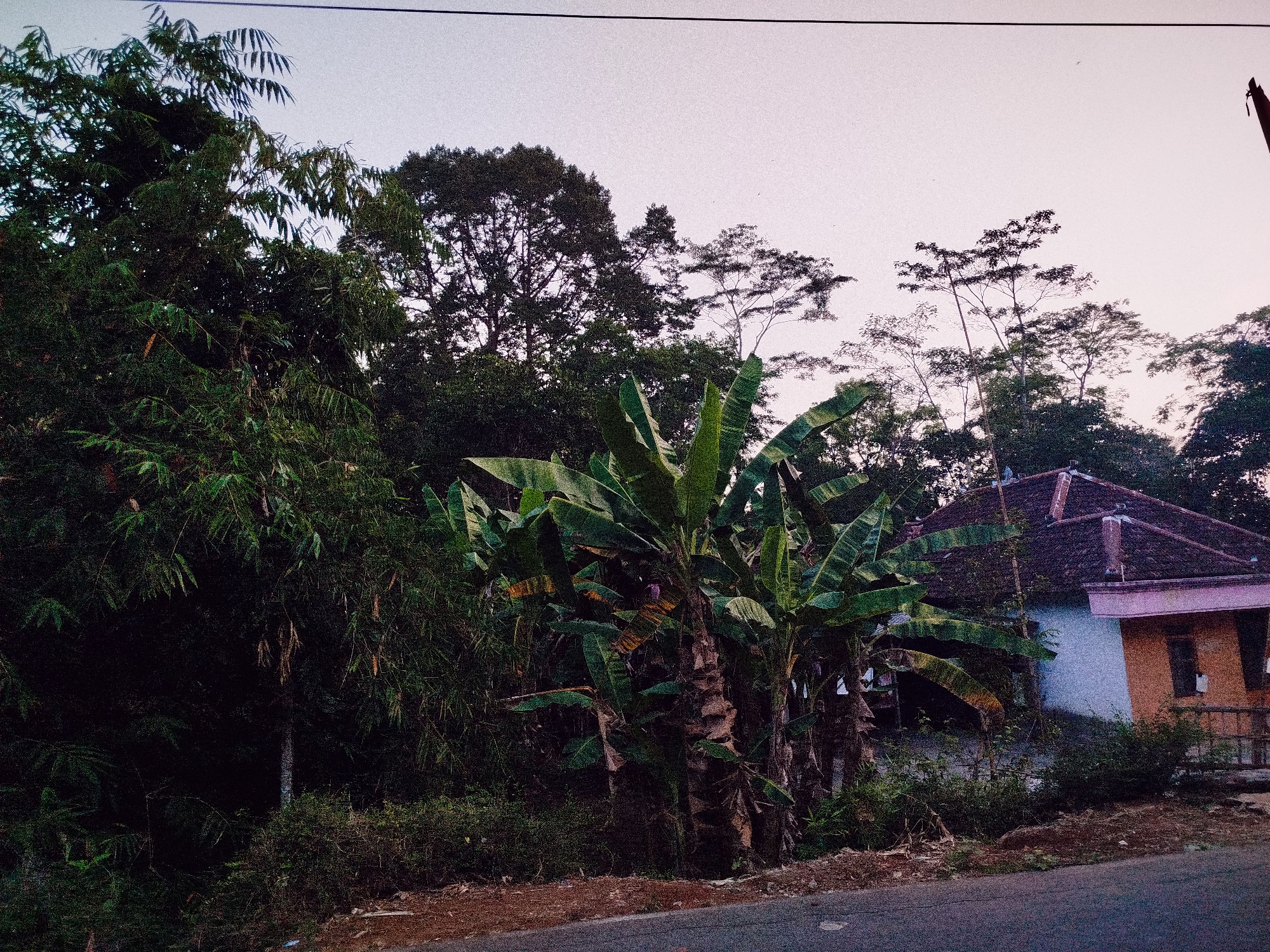 The image depicts a roadside scene in Sewurejo, Indonesia, at dusk. A paved road runs horizontally across the foreground. To the right, a modest house with a red-tiled roof and a yellow-orange facade is partially visible, nestled amongst dense foliage. A wooden fence borders the property. Dominating the left and center of the frame are lush green banana trees and other tropical vegetation, their leaves creating a dense canopy. In the background, a line of mature trees rises against a pale, overcast sky, with utility lines stretching across the upper portion of the image. The overall impression is one of a rural or semi-rural setting on the outskirts of a settlement.