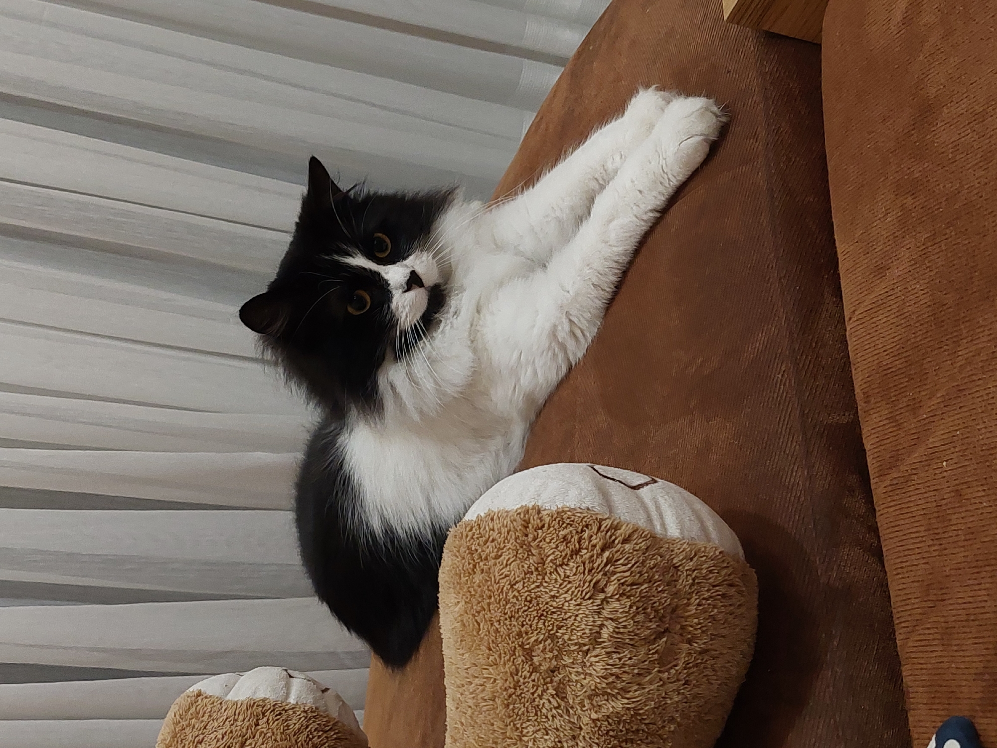 A black and white cat is lying on a brown couch. The cat is positioned in front of a window with white blinds. A brown pillow is near the cat. The scene is indoors. There is no indication of the location being Plovdiv, Bulgaria.