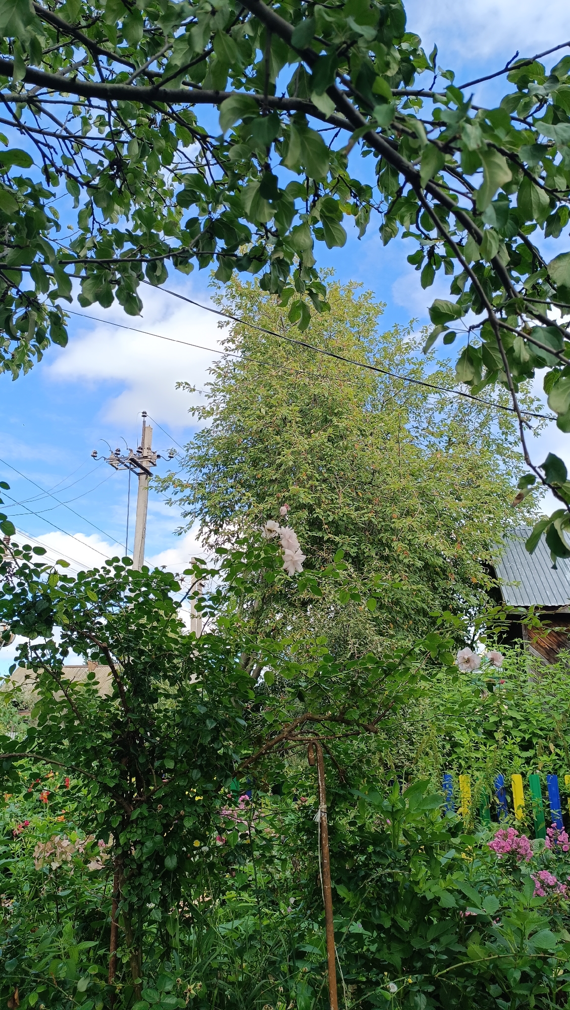The image depicts a garden scene under a partly cloudy blue sky. In the foreground, leafy branches of trees hang over the view, partially obscuring the scene beyond. A tall concrete utility pole with electrical wires extends upwards on the left side of the frame. Behind the pole, a large, leafy green tree dominates the center of the image. To the right of the tree, a portion of a wooden building with a corrugated metal roof is visible. In the lower portion of the image, various green bushes and plants are abundant, with some pink and yellow flowers scattered among them. A colorful wooden fence, painted with vertical stripes of blue, yellow, green, and red, can be seen towards the right side of the garden. There are no people or animals present in the image. The scene appears to be a residential backyard or garden. The location is identified as Karsha, Russia.