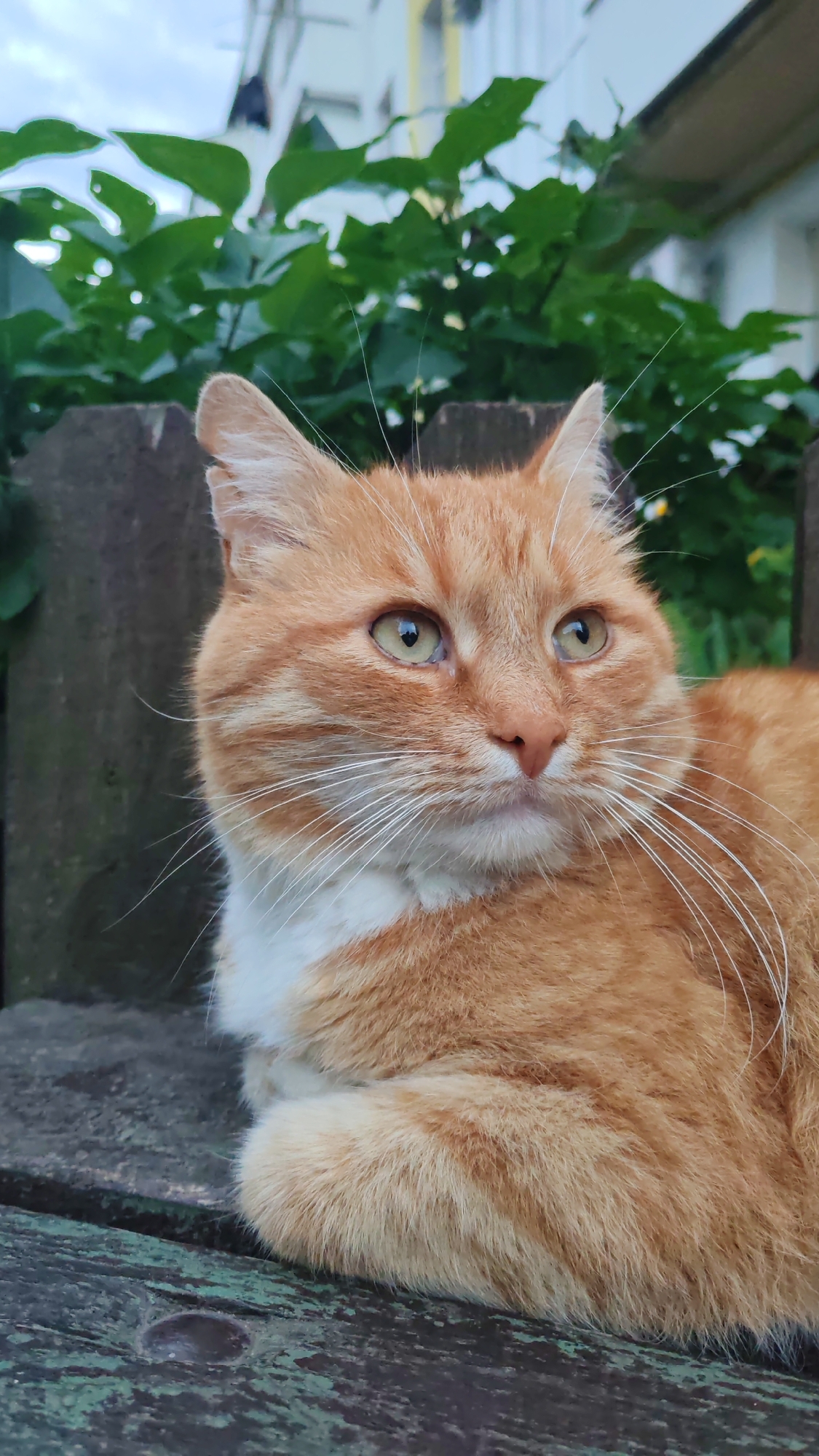 This is a medium close-up shot of an orange tabby cat sitting on a weathered wooden surface, possibly a bench or a table. The cat is looking off to the right of the frame with its body partially visible. It has striking green eyes and a white chest. Behind the cat, a wooden fence and lush green foliage are visible, suggesting an outdoor setting. In the background, a building with a light-colored facade and windows can be seen. The lighting suggests it's either early morning or late afternoon, with soft, diffused light. The overall mood is calm and peaceful, with the cat appearing relaxed and observant. There is no visible text in the image.