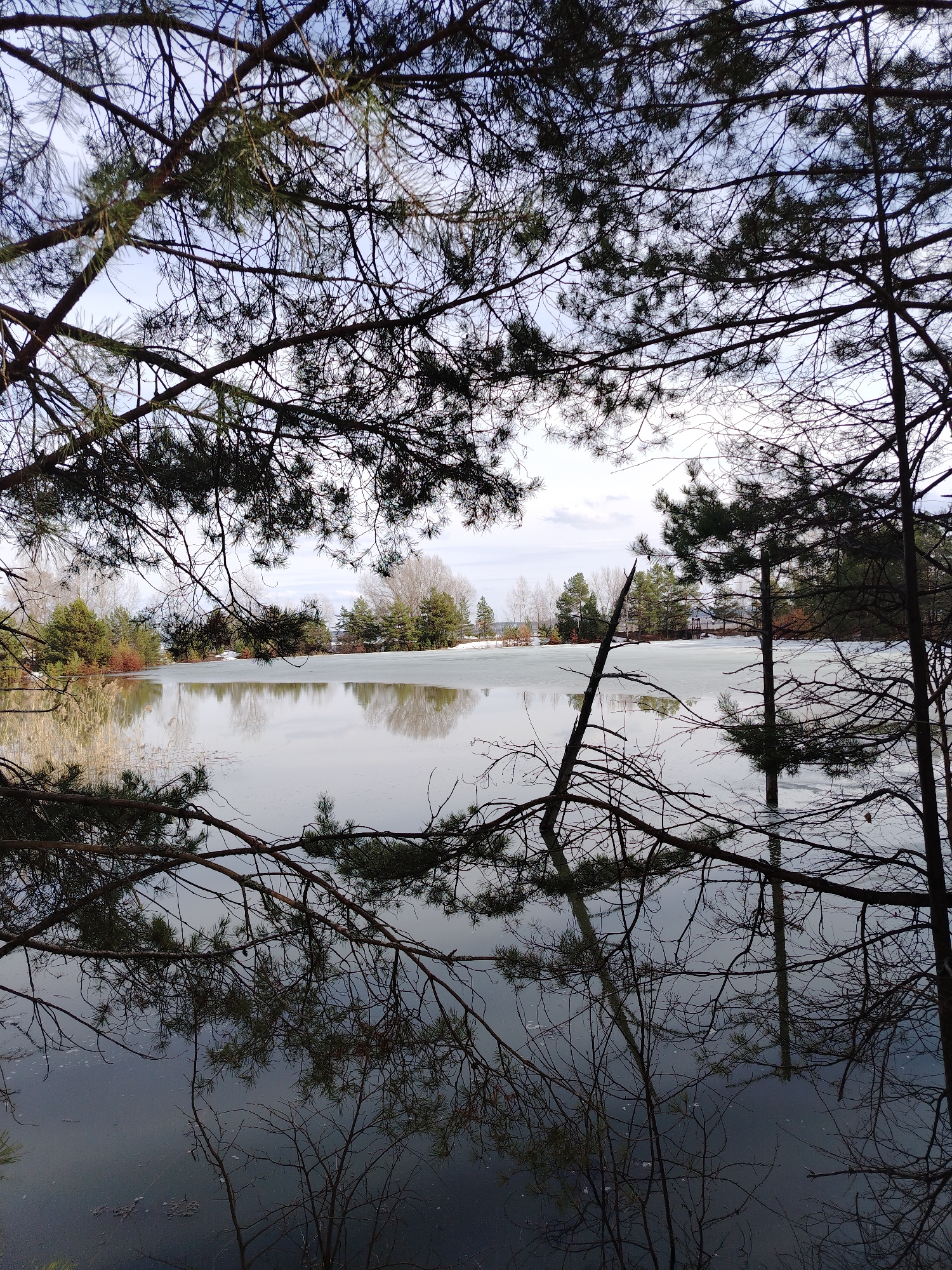 A landscape image shows a partially frozen lake in Noviy, Russia, as viewed through a screen of pine tree branches. The lake surface reflects the trees and sky above, creating a mirrored effect. Patches of snow are visible on the lake's edge and the surrounding land. The foreground is dominated by tree branches, some of which are silhouetted against the sky. The sky is overcast, with hints of blue peeking through the clouds.
