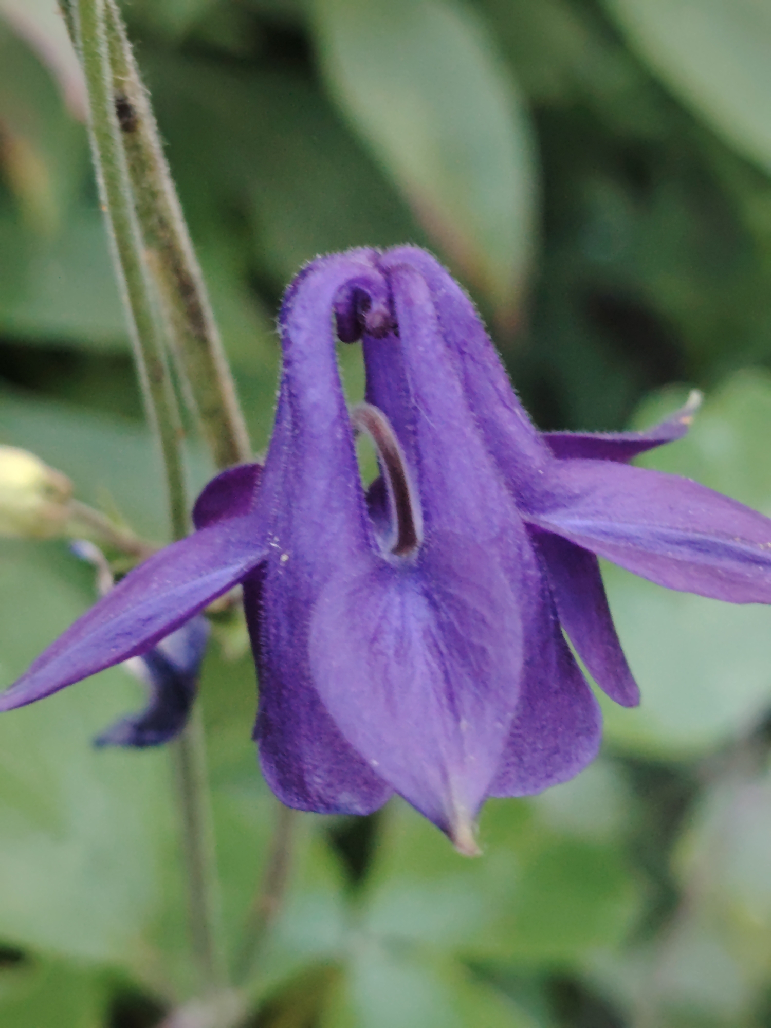 An extreme close-up shot shows a single purple columbine flower with its characteristic spur-like petals. The flower is in focus, while the background of green leaves is blurred. The stem of the flower is visible on the left side of the image, showing fine hairs.