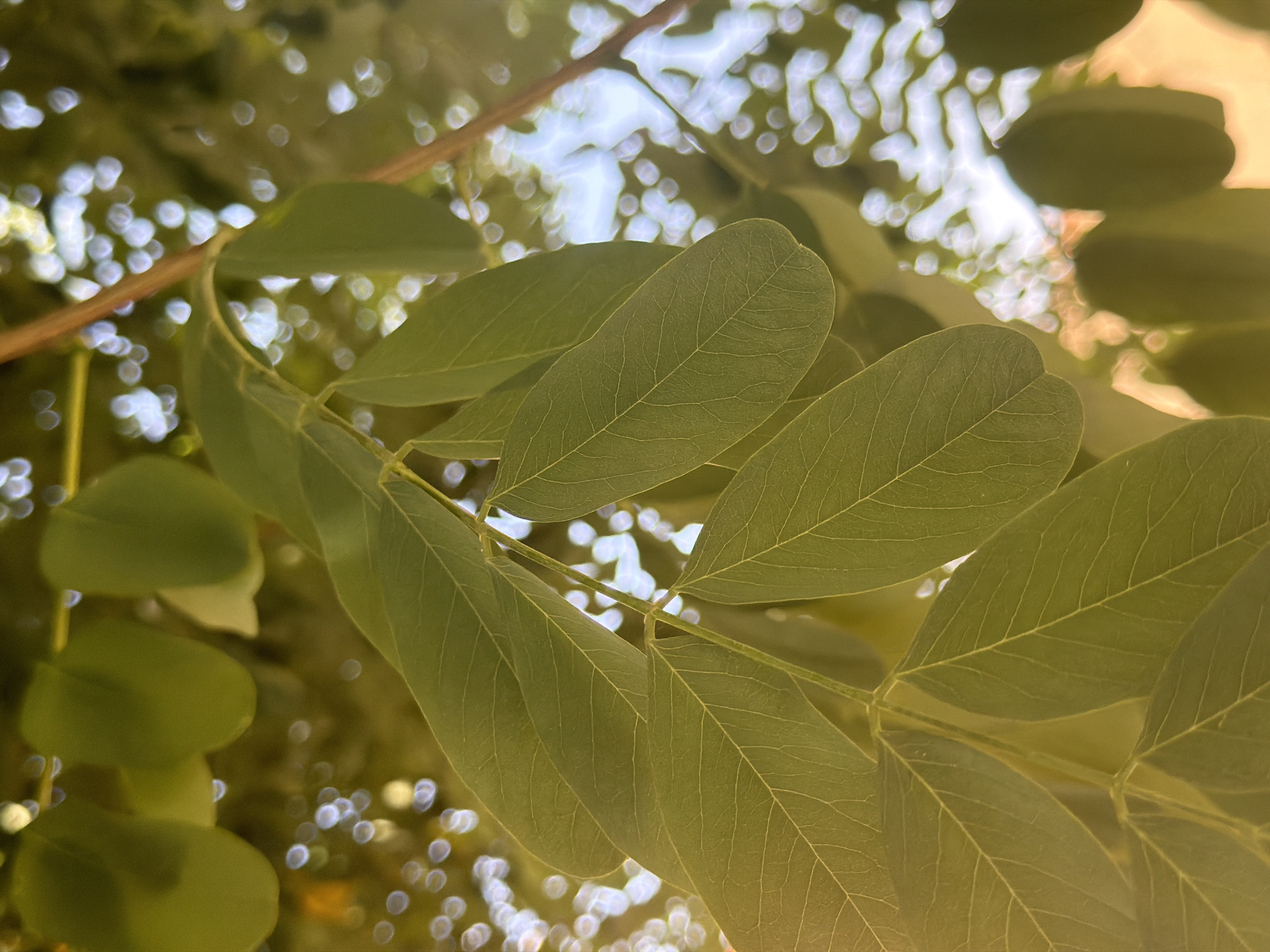 The image depicts a close-up view of green leaves on a branch, bathed in sunlight which creates bokeh effects in the background. The scene is from the natural environment of Arcahueja, Spain, a village known for its verdant landscapes and outdoor beauty. There are no people or animals present in the image, only the natural flora. The focus is on the intricate details of the leaves, their veins clearly visible, and the way the light filters through them.