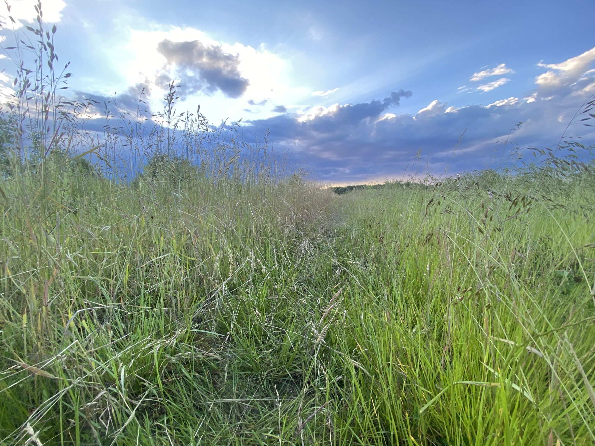 The image shows a low-angle, wide-shot of a grassy field with a path leading into the distance. The sky is blue with dramatic clouds and sunbeams. The grass is tall and green, with some dried stalks mixed in. The overall impression is one of a natural, untamed landscape. The location is Ustyvytsya, Ukraine.