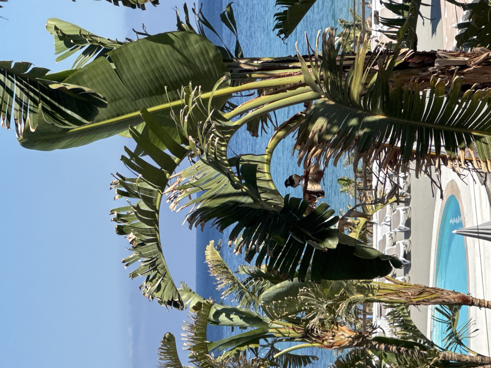 This is a vertical, medium-shot photograph taken outdoors, likely during the daytime under clear, sunny skies, suggesting warm weather. The scene is dominated by lush, green tropical foliage, specifically large, fan-shaped leaves that partially obscure the view.
In the background, a bright blue body of water, likely the sea, stretches across the frame, its surface rippled by a gentle breeze. To the right of the water, a white building with arched windows and light-colored stonework is visible. Adjacent to the building is a bright blue swimming pool with a white wavy line pattern on its bottom. The overall setting evokes a tropical or Mediterranean resort.
A person, partially visible and silhouetted against the bright background, appears to be standing or sitting amongst the foliage, near the edge of the pool. The person's posture is relaxed, and given the setting, the activity is likely leisure, perhaps swimming or sunbathing.
The composition, with the dominant foliage and the framing of the background elements, creates a sense of seclusion and tropical escapism. The vibrant blues of the water and pool contrast with the rich greens of the plants and the white of the building. There is no visible text in the image. The location context of Capaci, Italy, further supports the interpretation of a Mediterranean coastal setting.