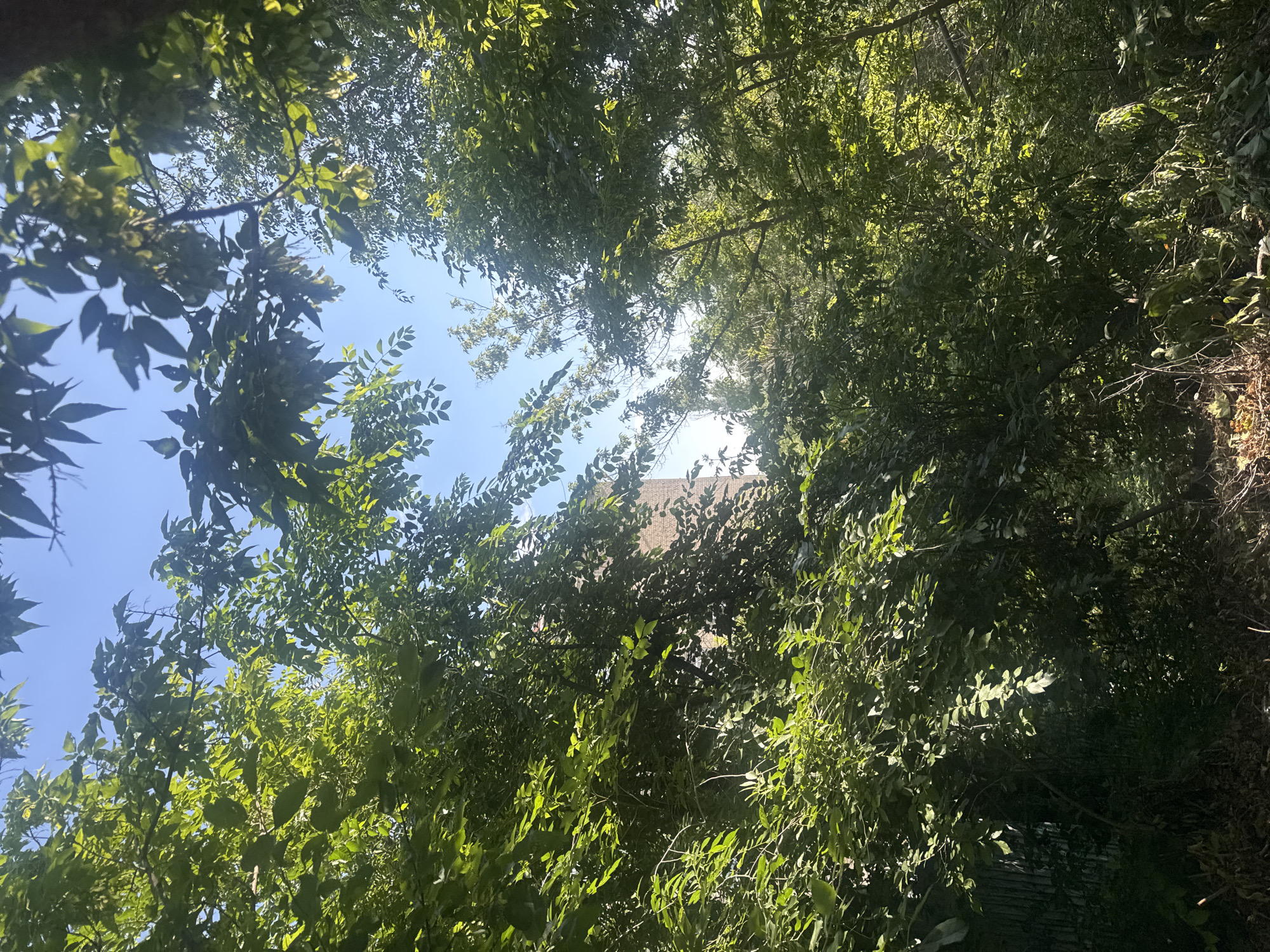 The image captures a view looking upwards through dense green foliage towards a bright blue sky. Partially visible through the leaves in the mid-ground is a tall, light-colored brick building, possibly an apartment block or office building. The vegetation is lush and appears to be in a natural or overgrown state, with some dry leaves and branches visible on the ground in the foreground. The scene suggests an outdoor location, likely an urban park, a backyard with mature trees, or a neglected area within a city. The presence of the building indicates an urban setting. Given the request to include the city of Saratov, Russia, this image could be depicting a scene from an overgrown green space or courtyard adjacent to a building in Saratov.